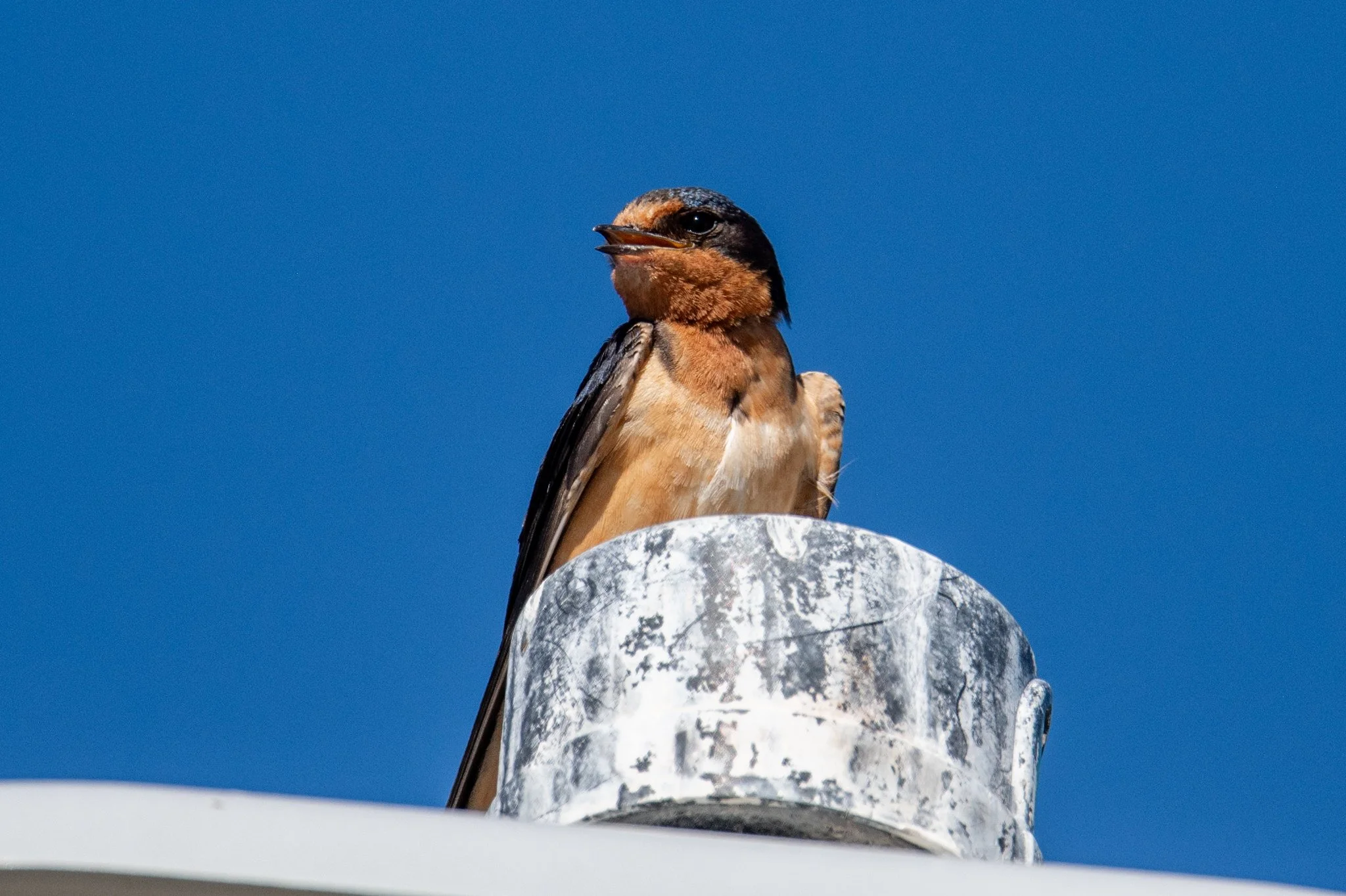 Barn Swallow (Hirundo rustica)