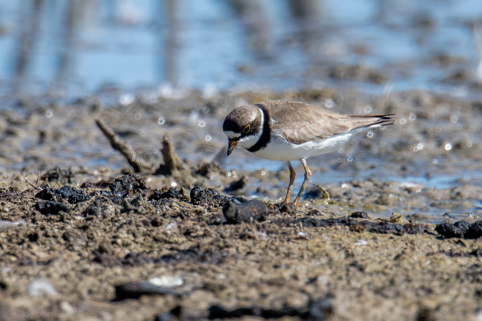 Semipalmated Plover (Charadrius semipalmatus)