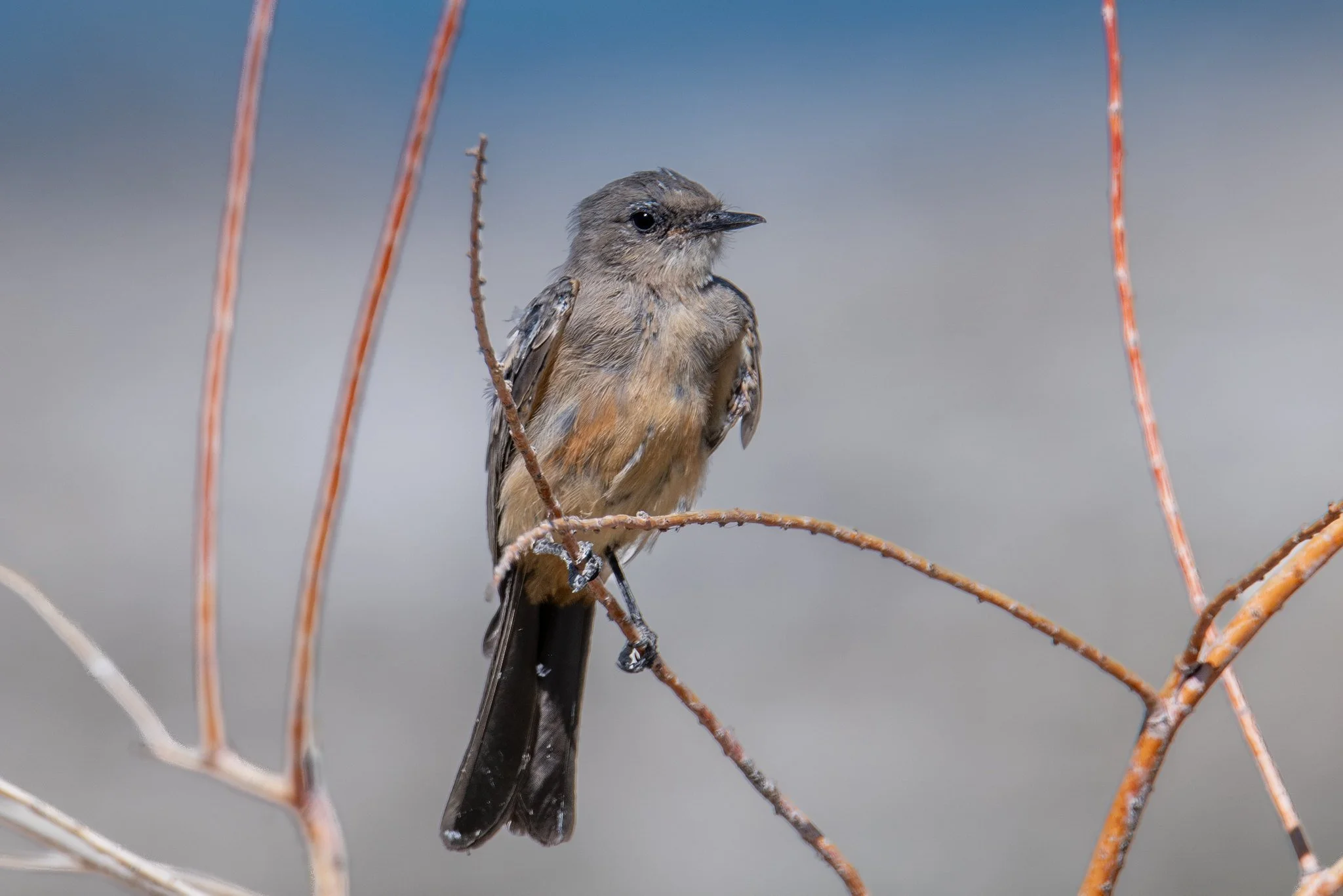 Say's Phoebe (Sayornis saya)