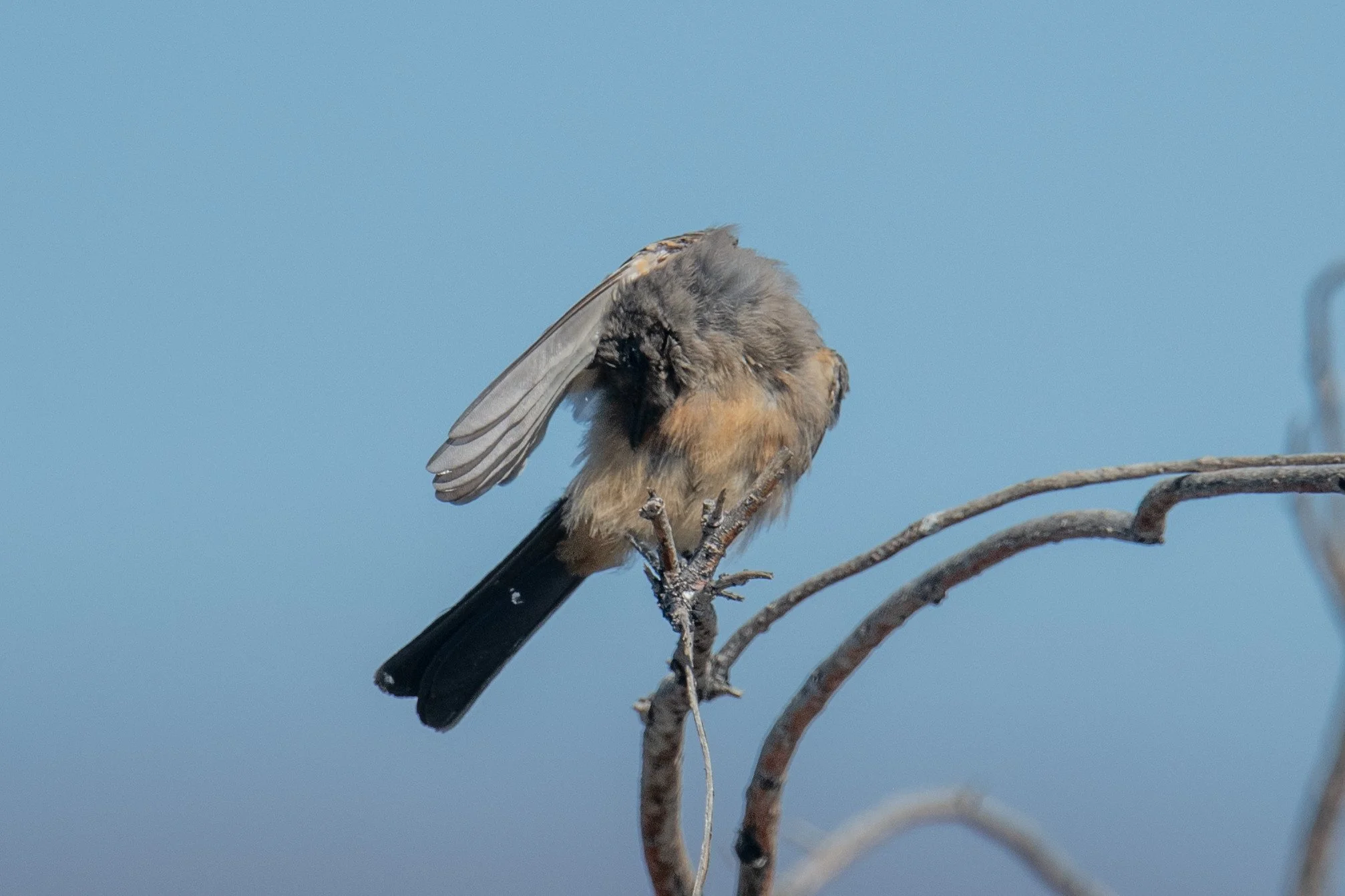 Say's Phoebe (Sayornis saya)