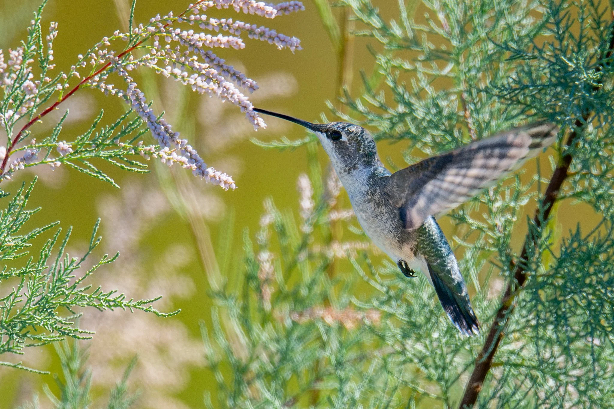 Black-chinned Hummingbird (Archilochus alexandri)