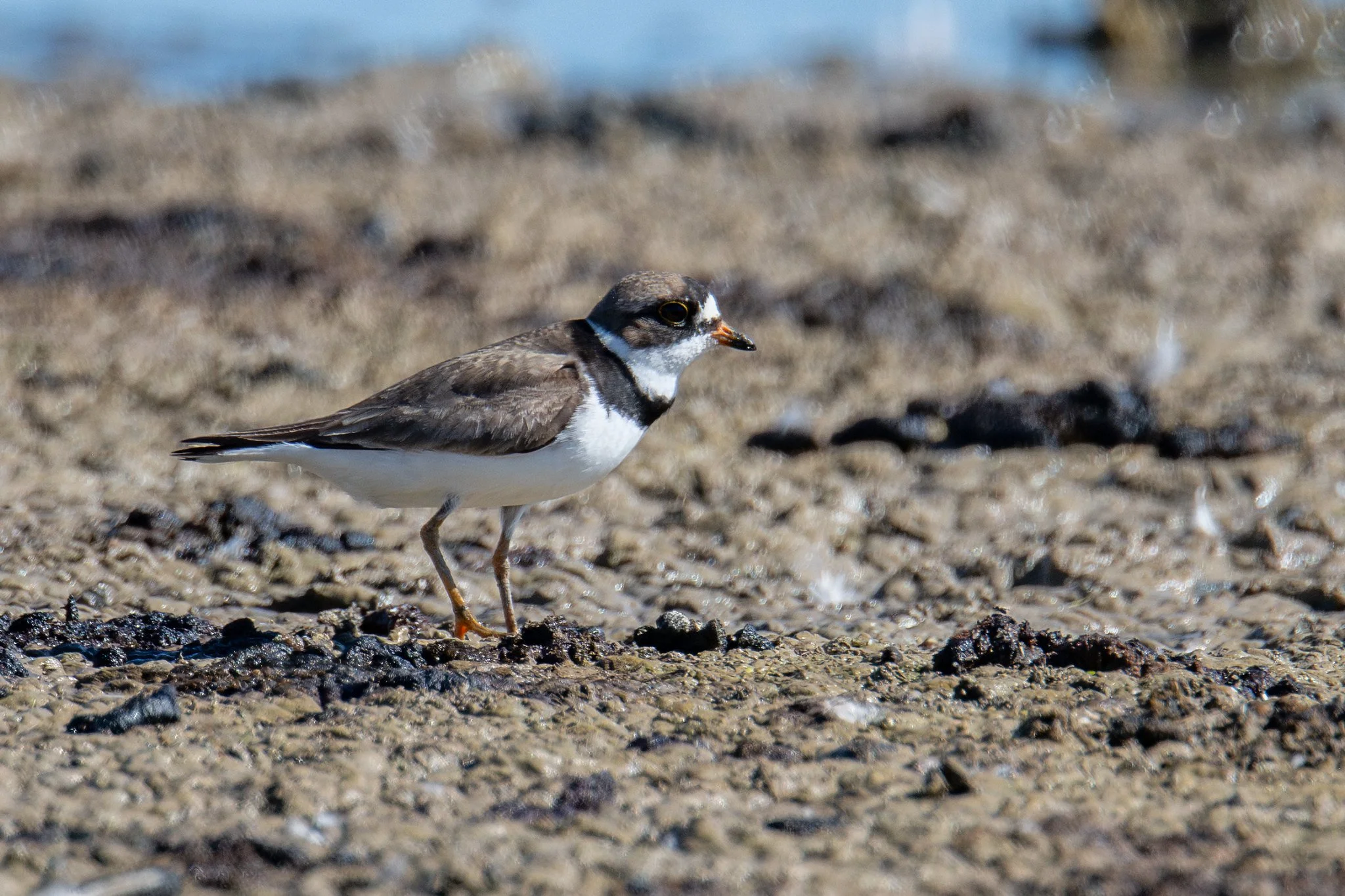 Semipalmated Plover (Charadrius semipalmatus)