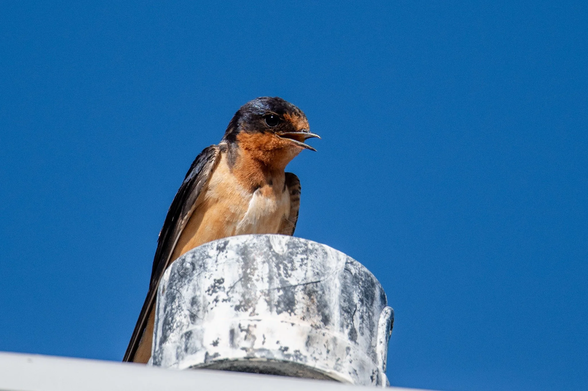 Barn Swallow (Hirundo rustica)