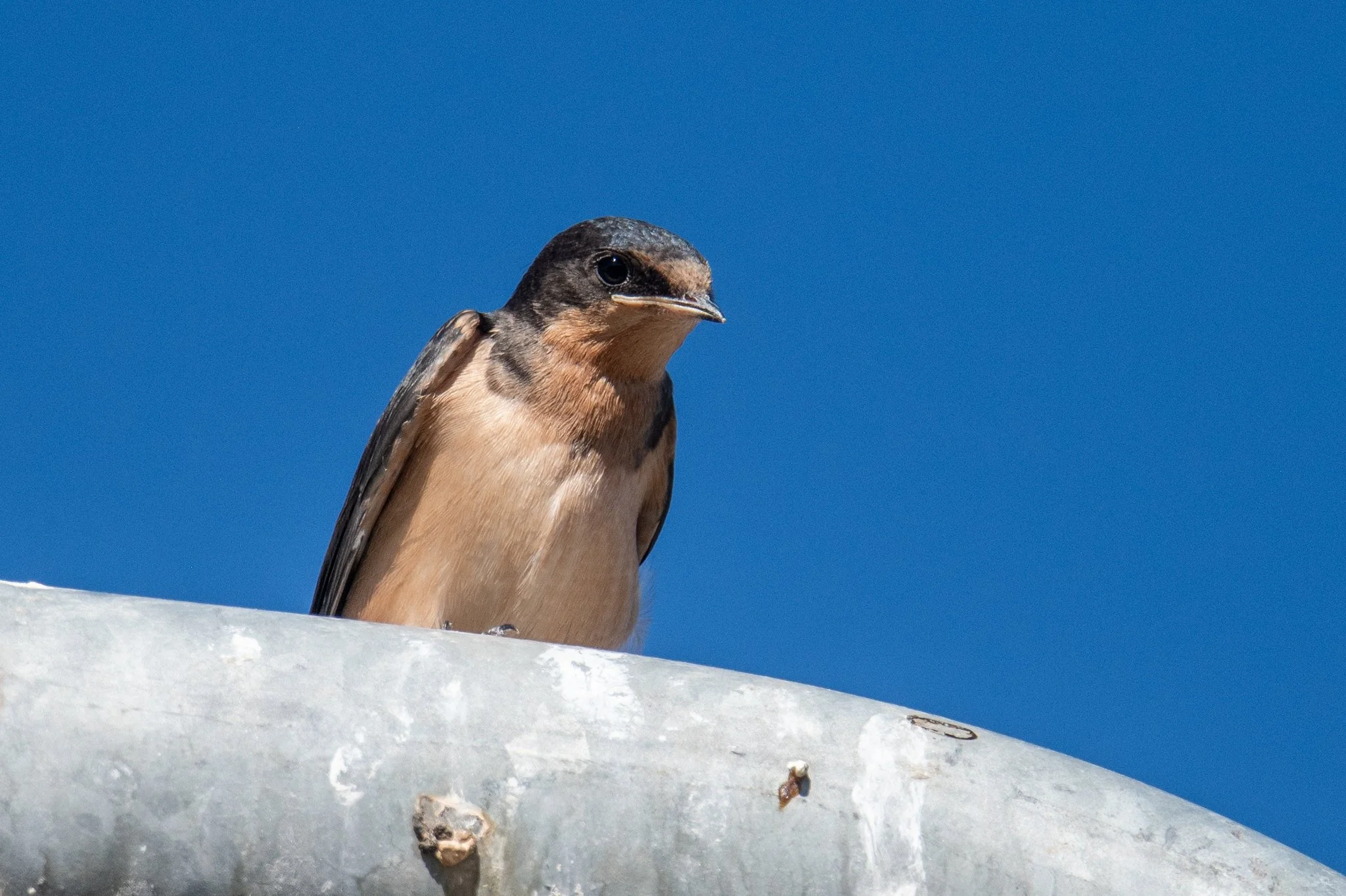 Barn Swallow (Hirundo rustica)