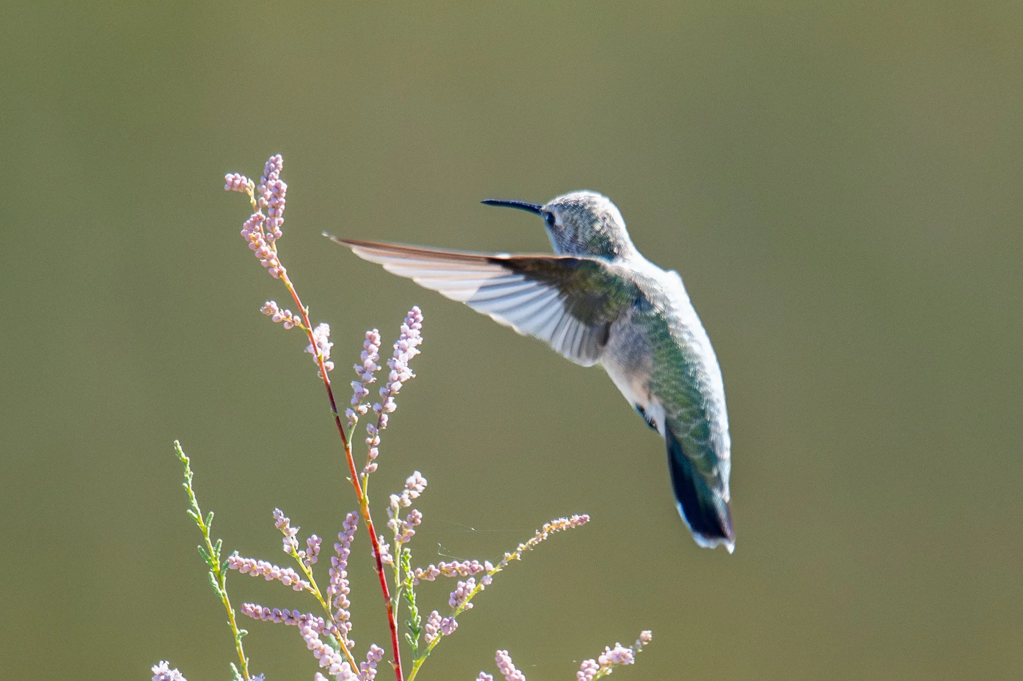 Black-chinned Hummingbird (Archilochus alexandri)
