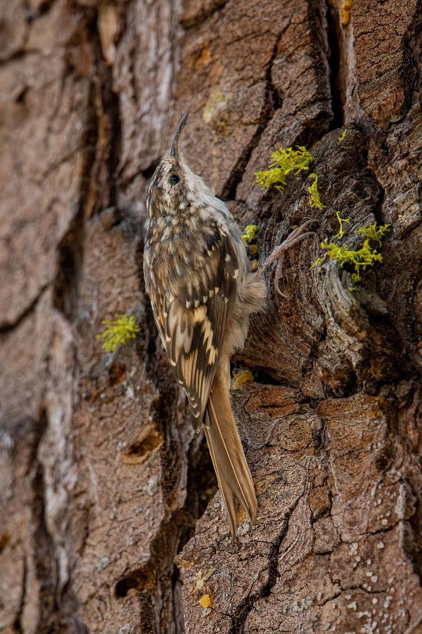 Brown Creeper (Certhia americana)