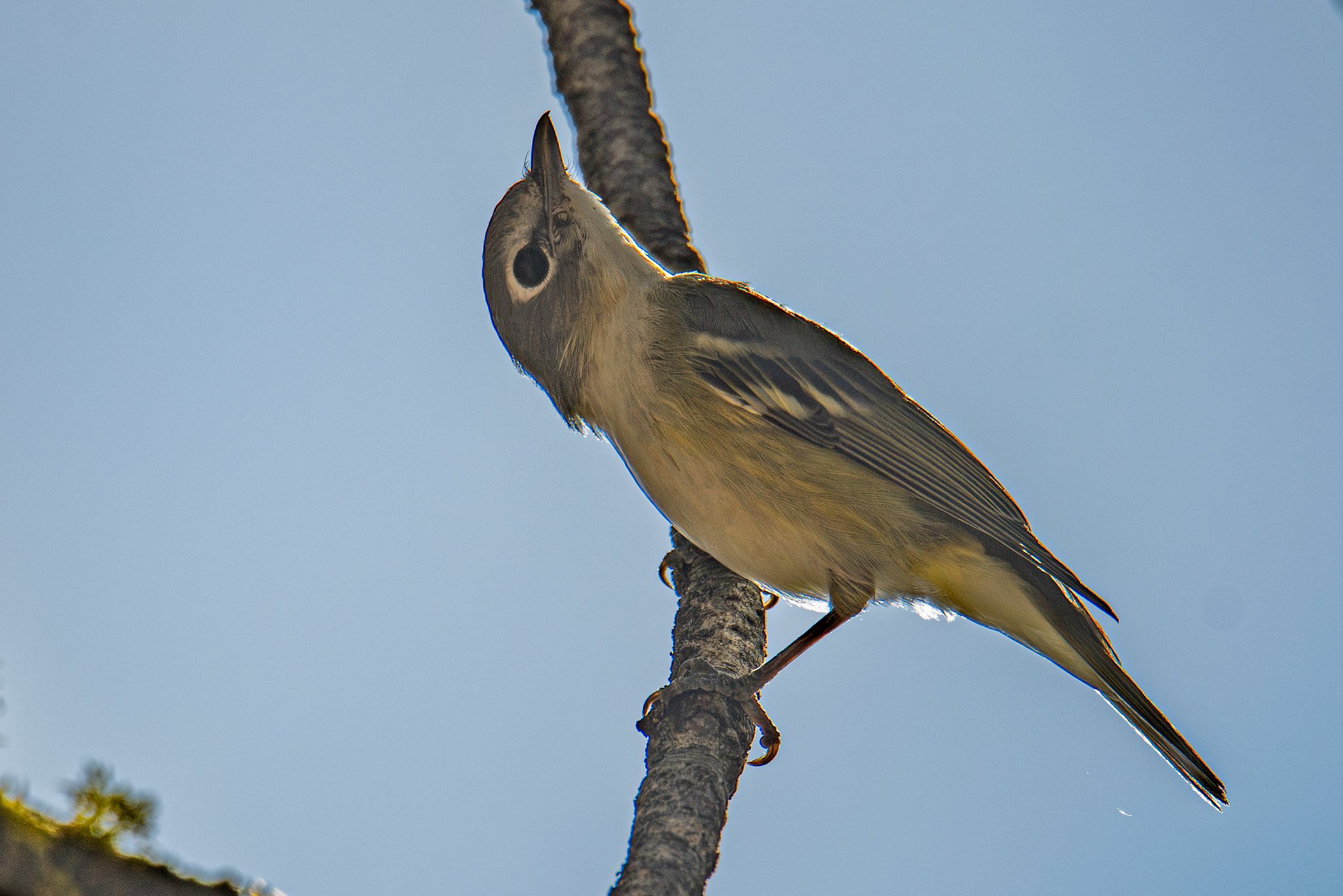 Cassin's Vireo (Vireo cassinii)