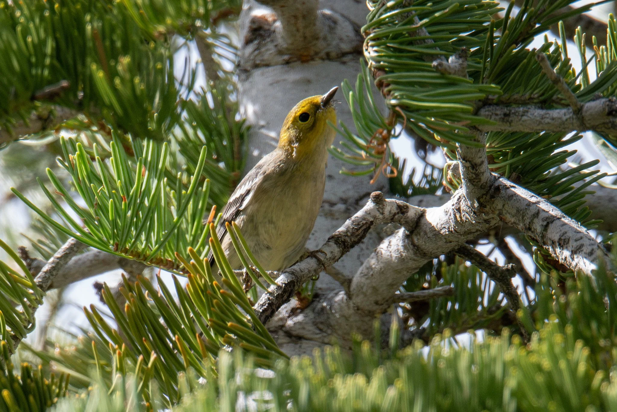 Hermit Warbler (Setophaga occidentalis)