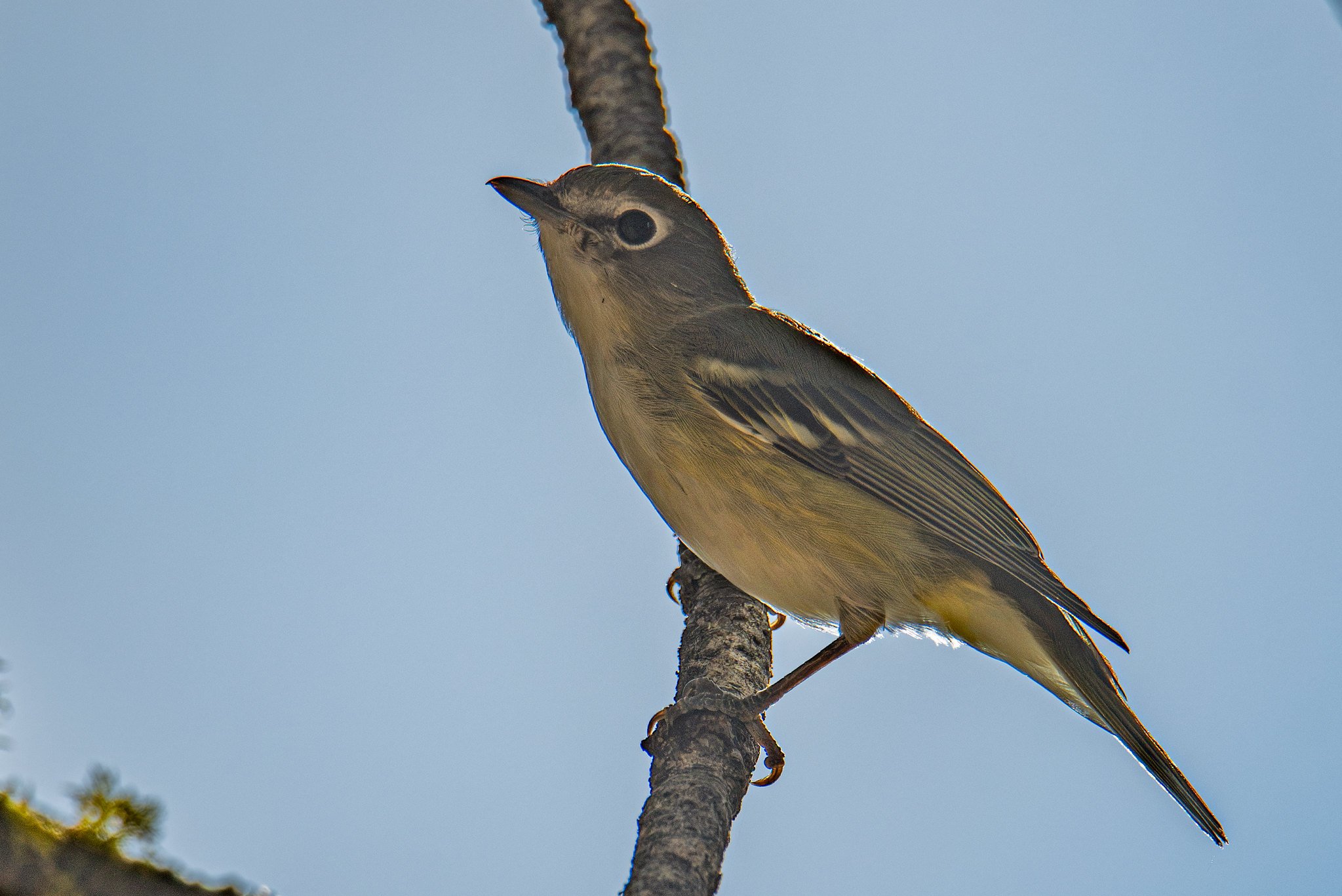 Cassin's Vireo (Vireo cassinii)