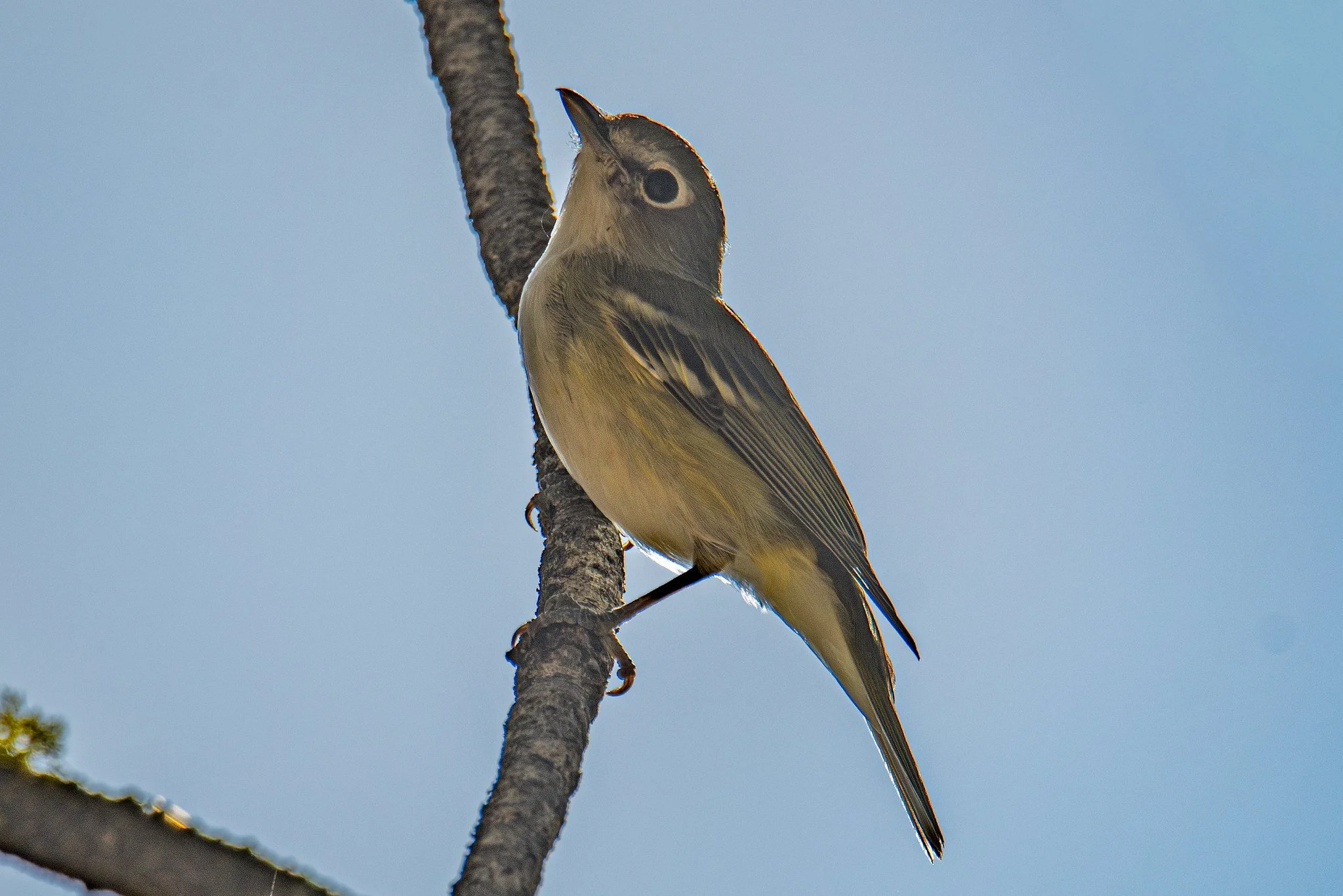 Cassin's Vireo (Vireo cassinii)