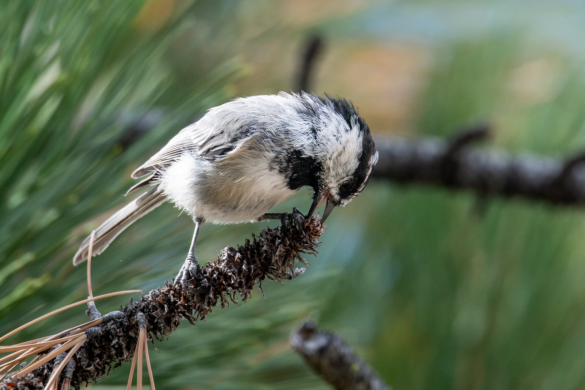 Mountain Chickadee (Poecile gambeli)