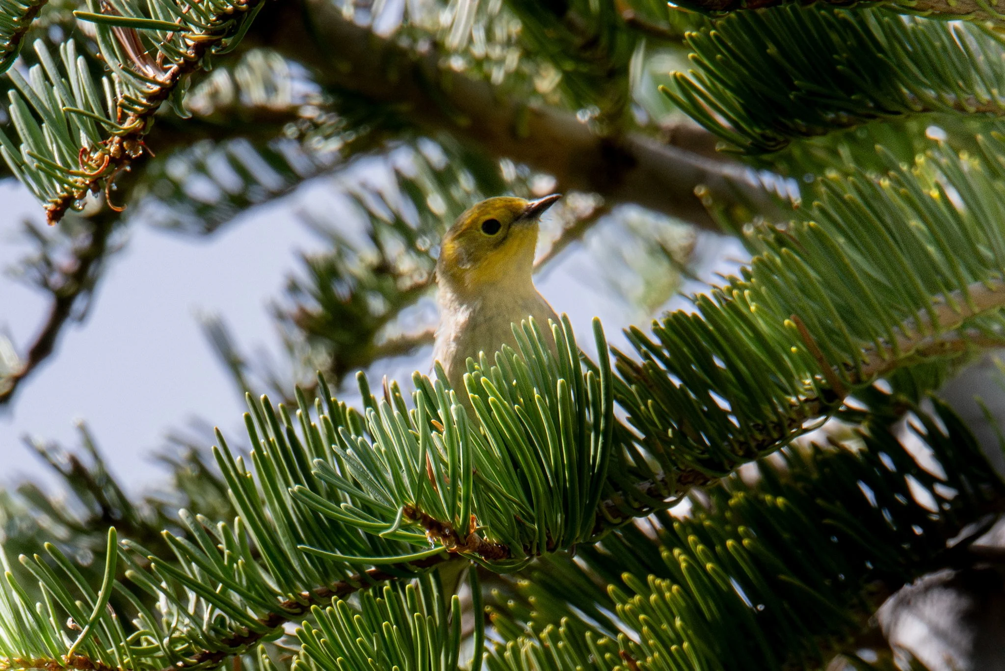 Hermit Warbler (Setophaga occidentalis)