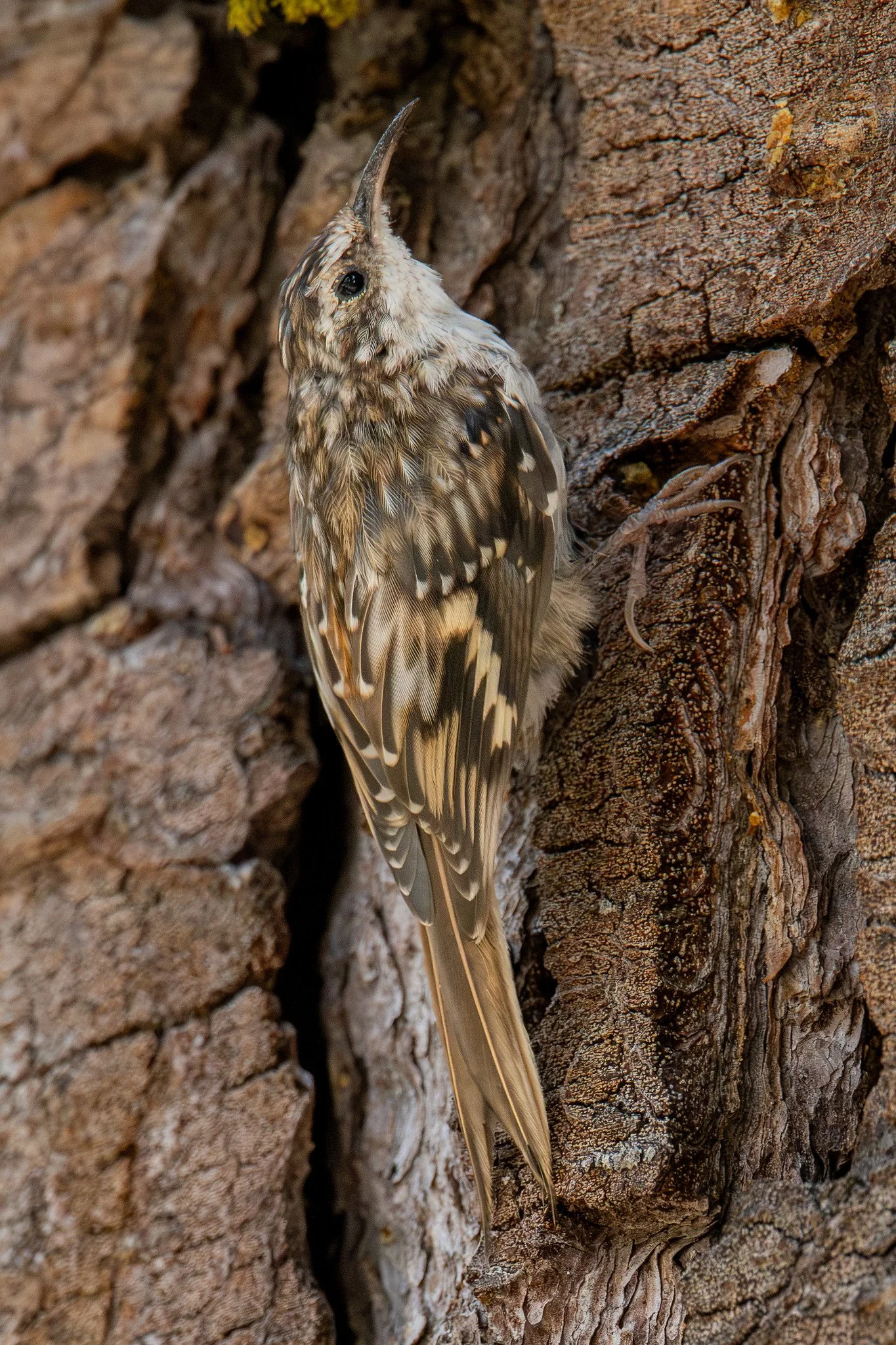 Brown Creeper (Certhia americana)