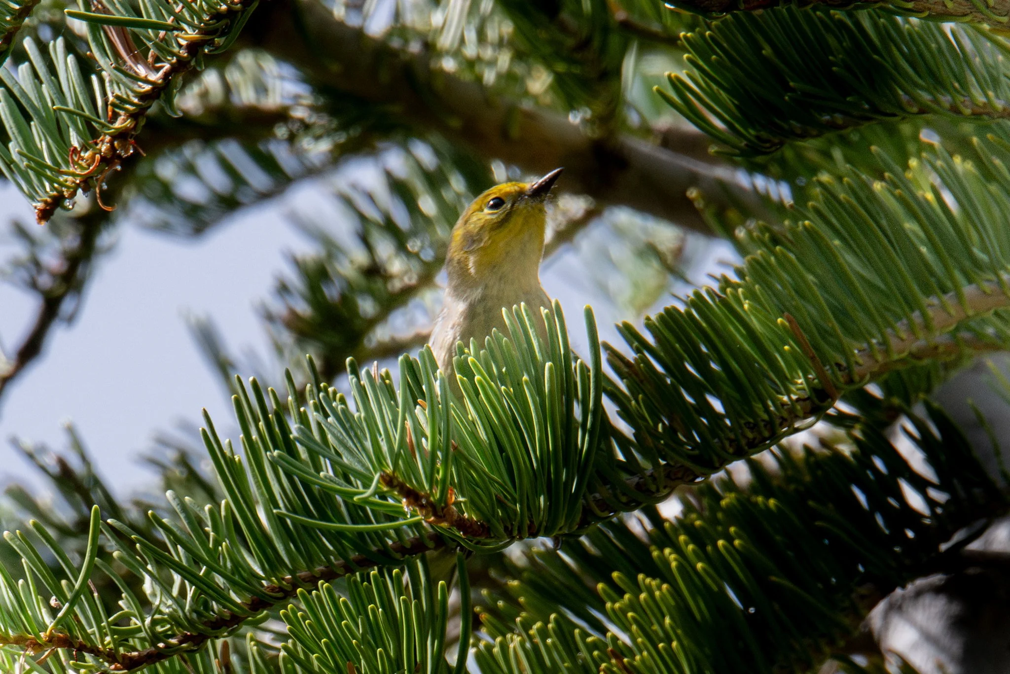 Hermit Warbler (Setophaga occidentalis)