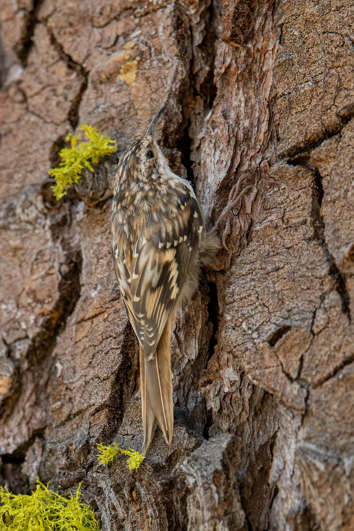 Brown Creeper (Certhia americana)