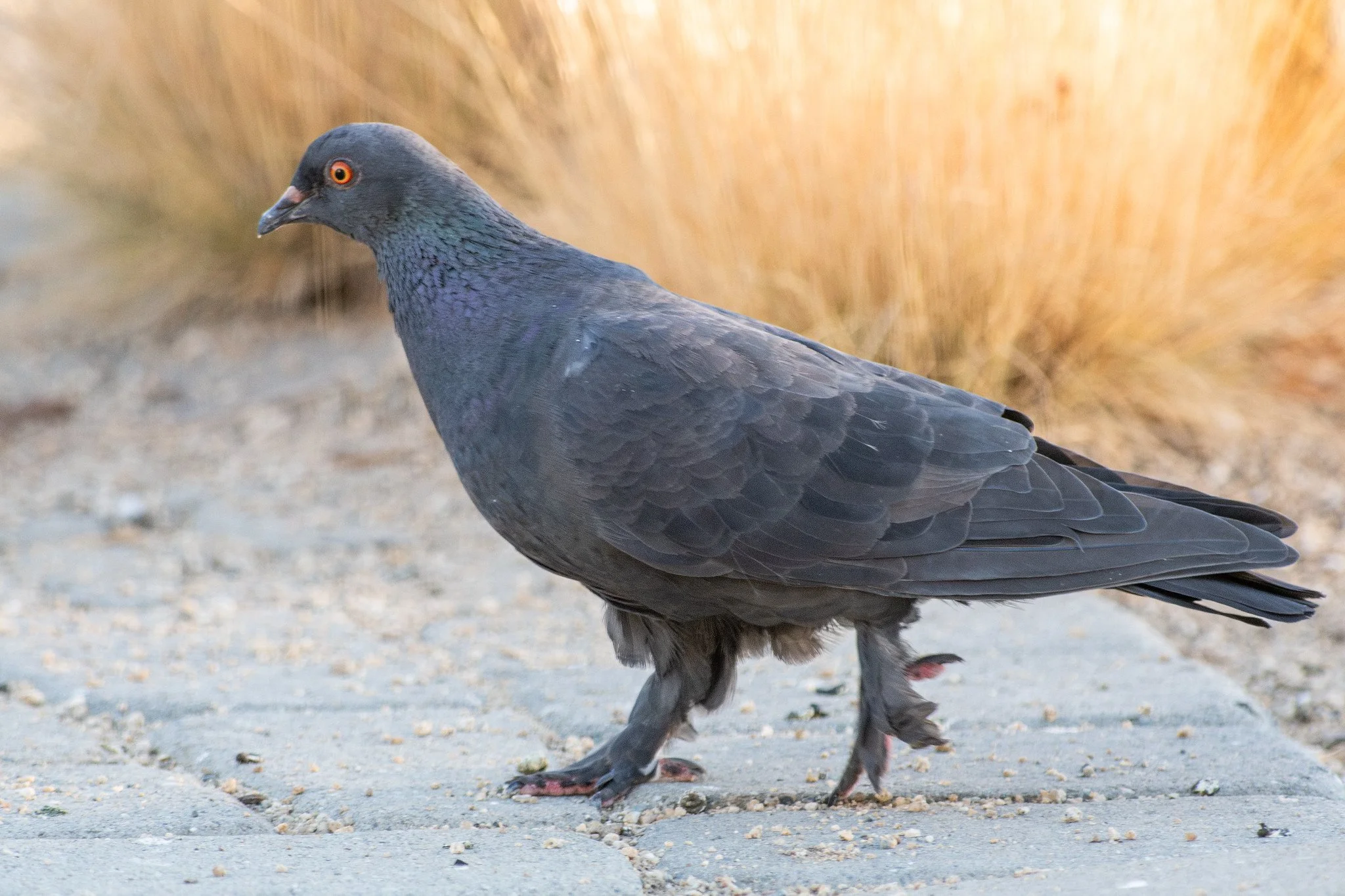 Rock Pigeon, Fancy (Columba livia, Feral Pigeon)