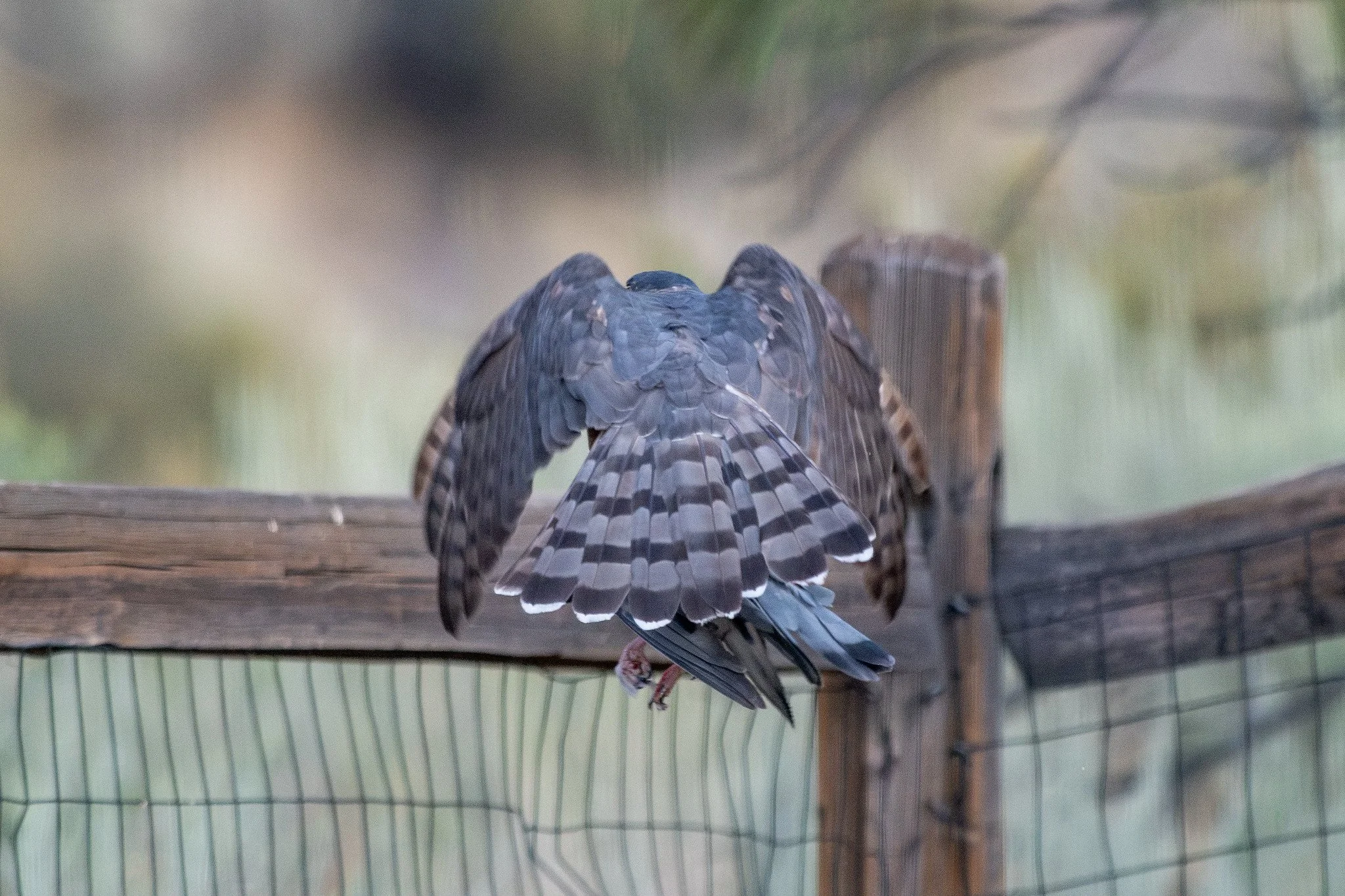 Cooper's Hawk (Astur cooperii) with Rock Pigeon