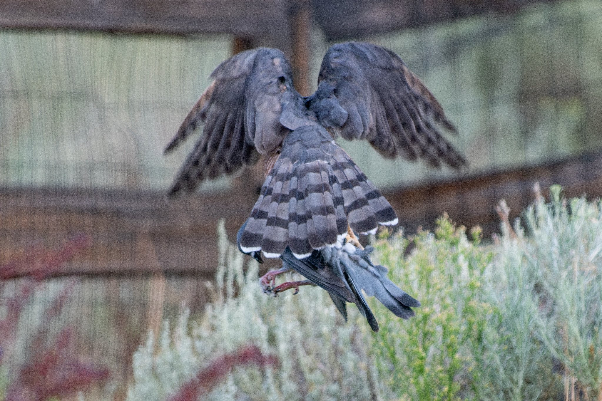 Cooper's Hawk (Astur cooperii) with Rock Pigeon