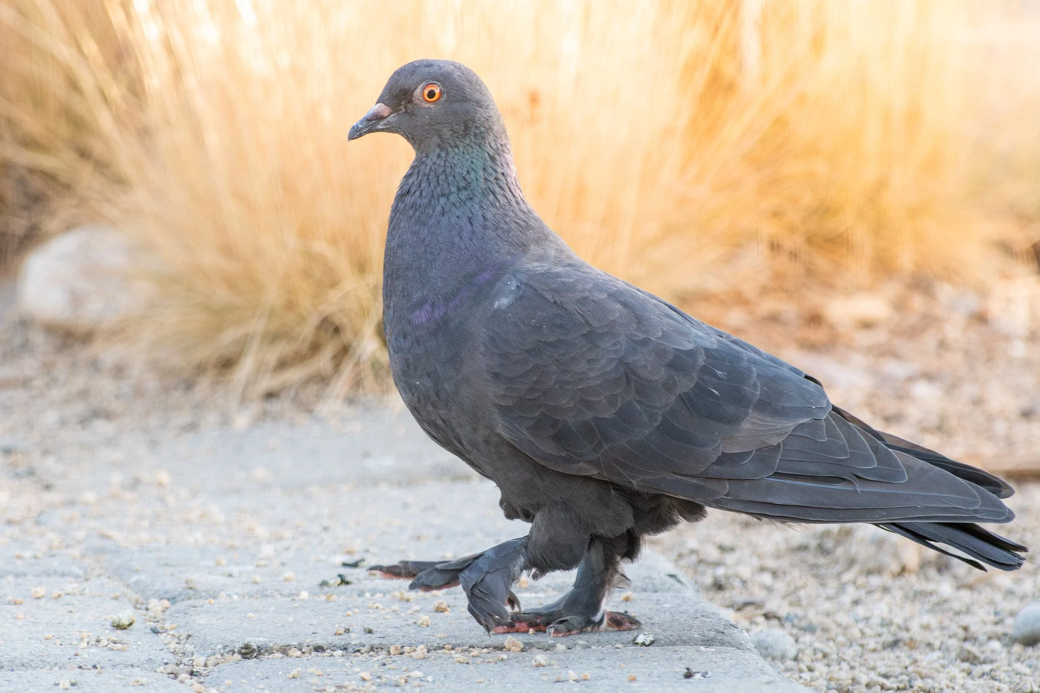 Rock Pigeon, Fancy (Columba livia, Feral Pigeon)