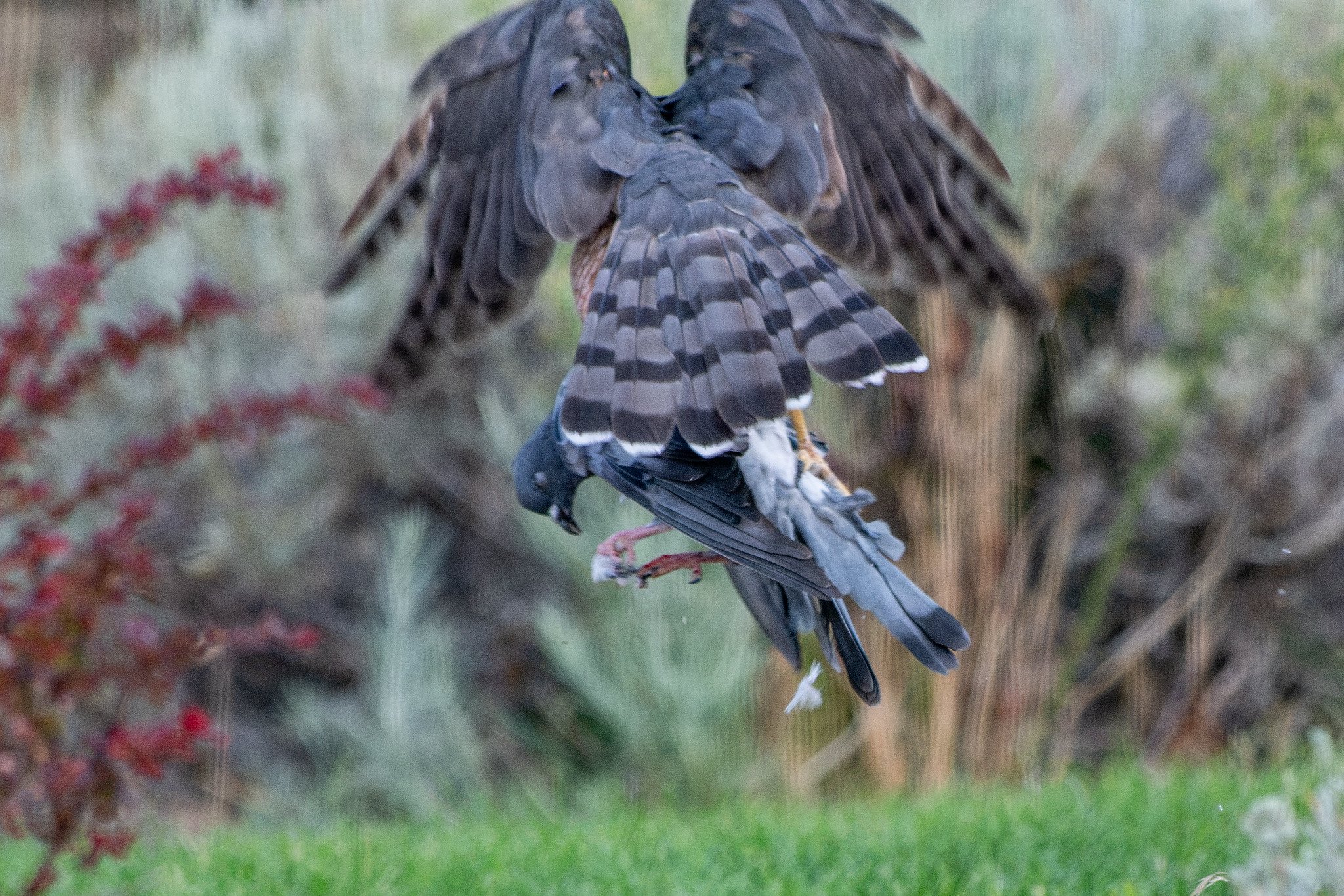 Cooper's Hawk (Astur cooperii) with Rock Pigeon