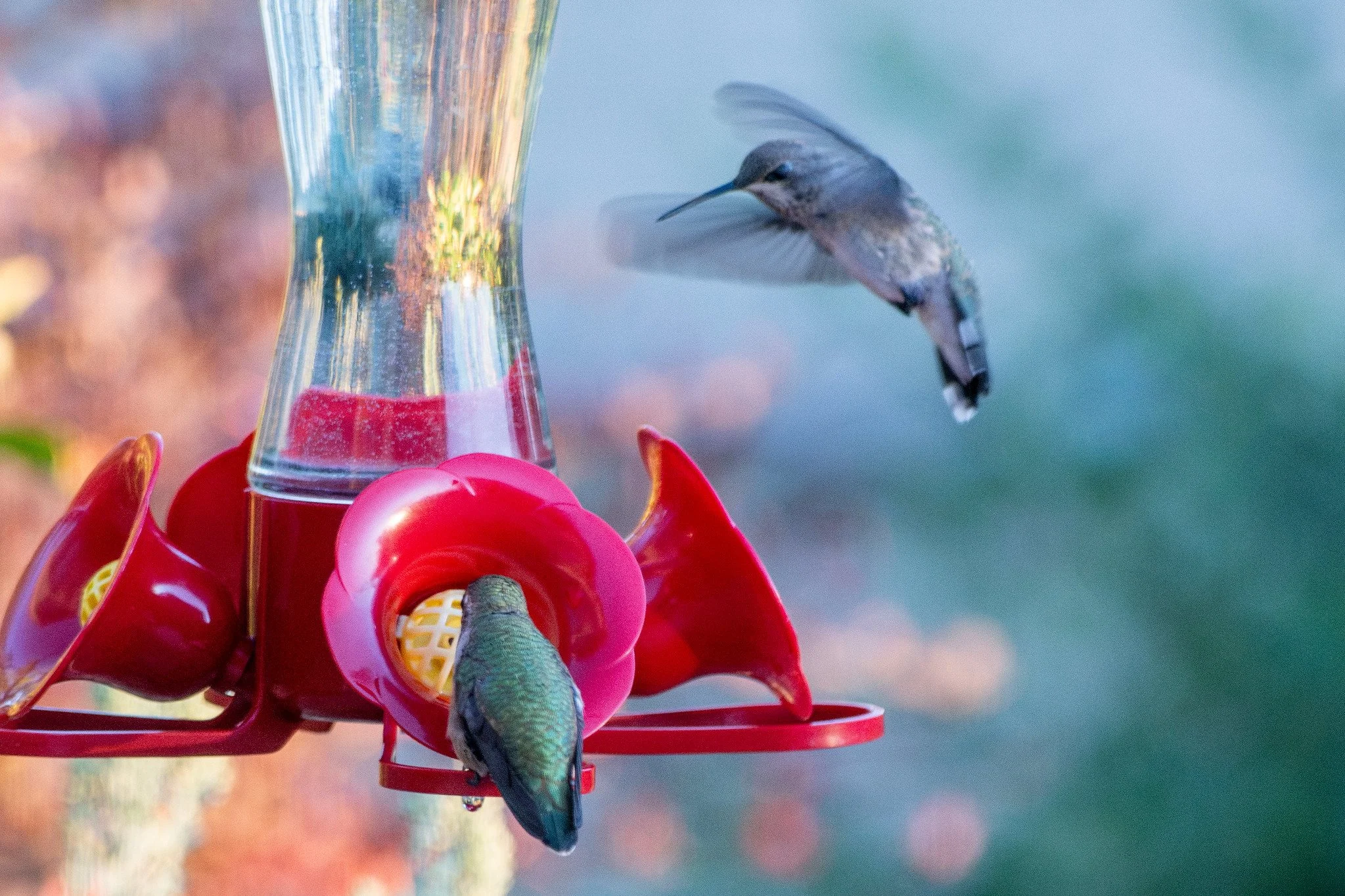 Rufus and Black-chinned Hummingbirds