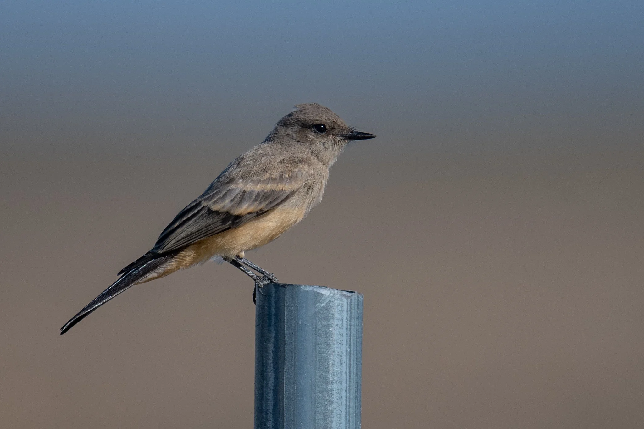 Say's Phoebe (Sayornis saya)