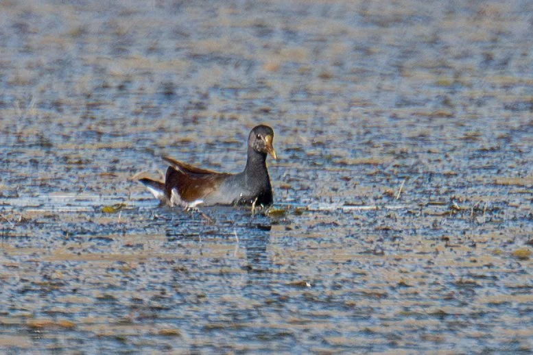 Common Gallinule (Gallinula galeata)