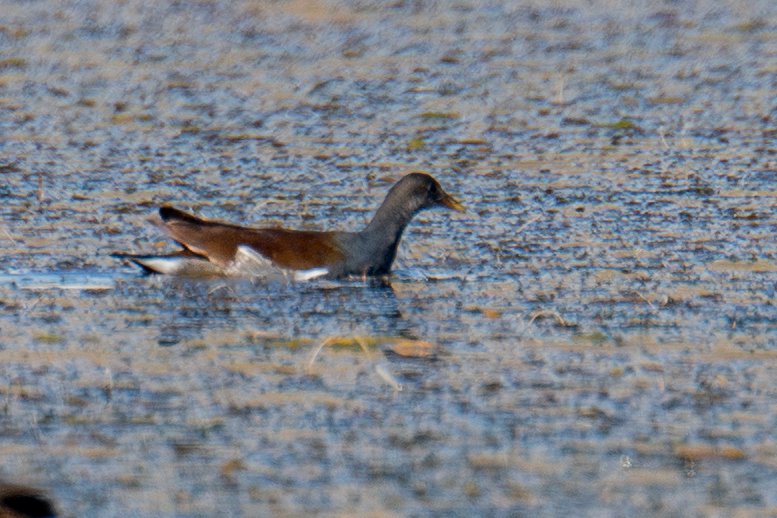 Common Gallinule (Gallinula galeata)