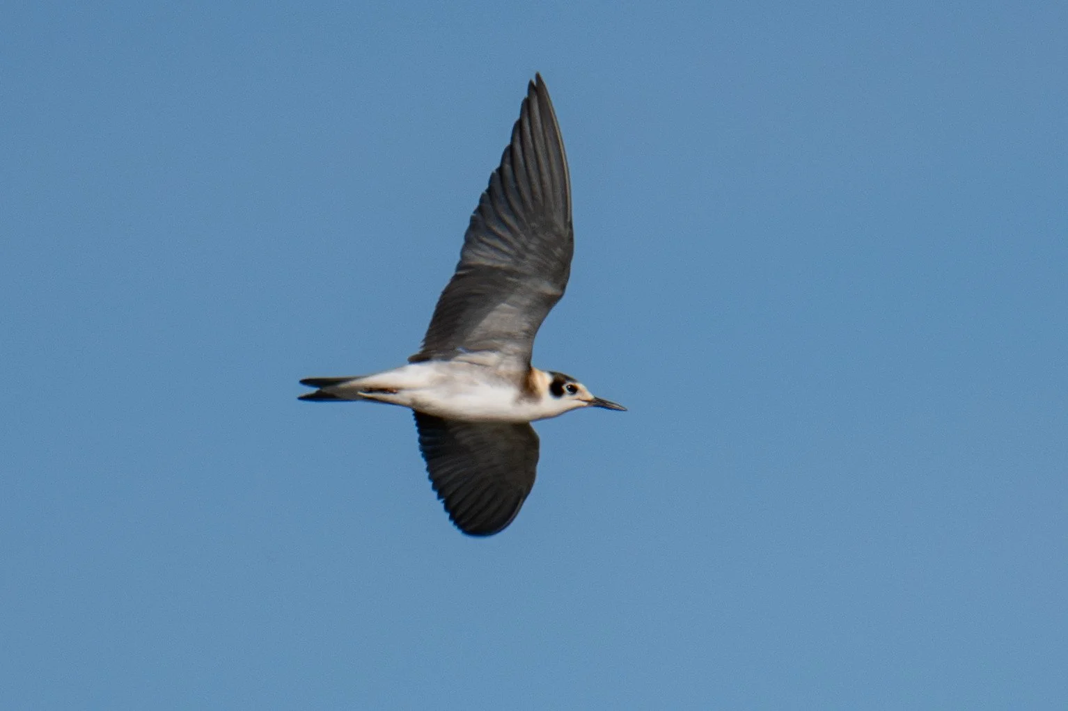 Black Tern (Chlidonias niger)