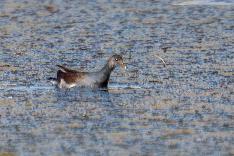 Common Gallinule (Gallinula galeata)