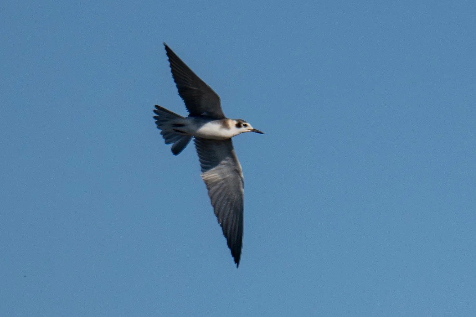 Black Tern (Chlidonias niger)