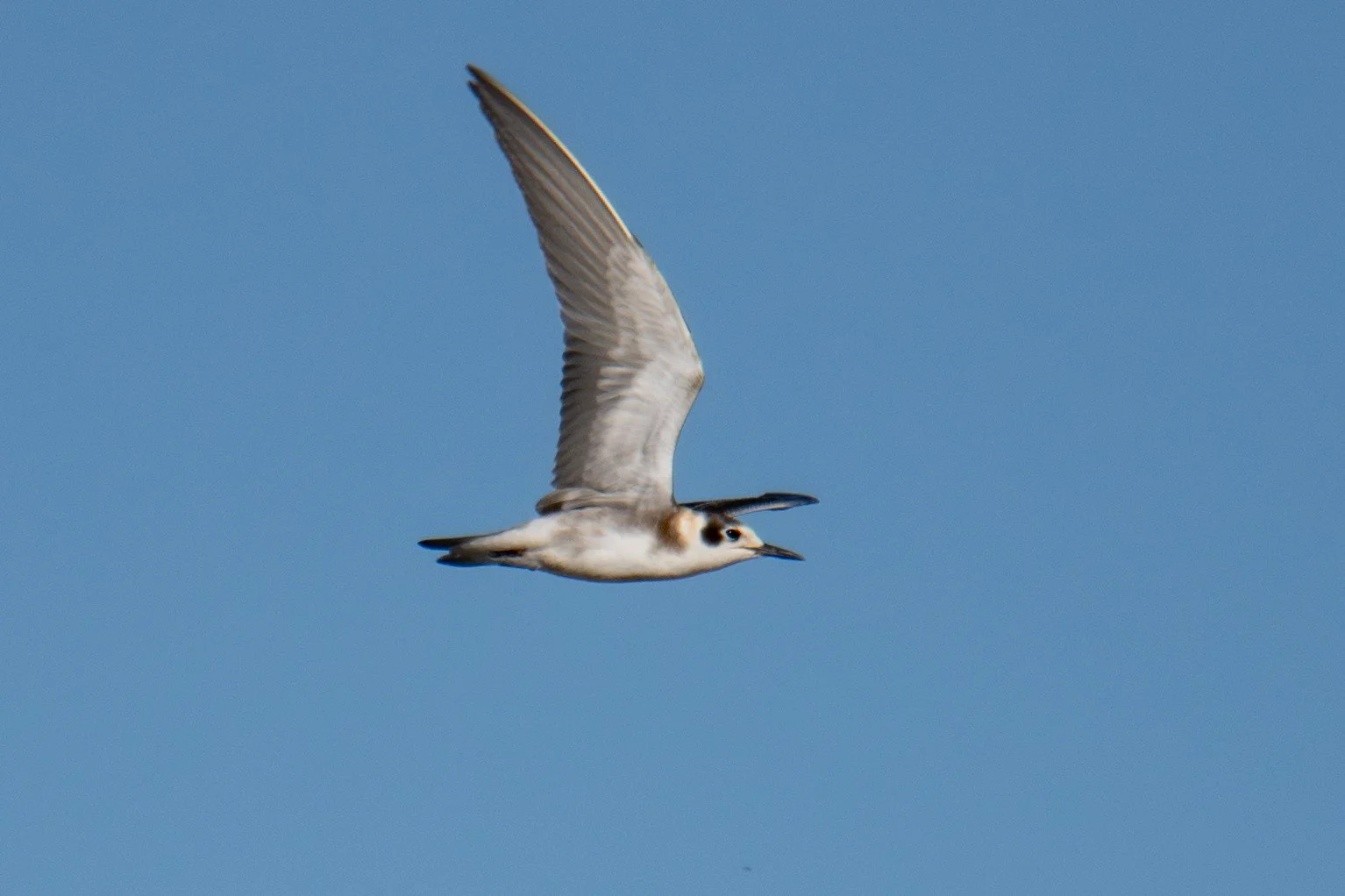 Black Tern (Chlidonias niger)