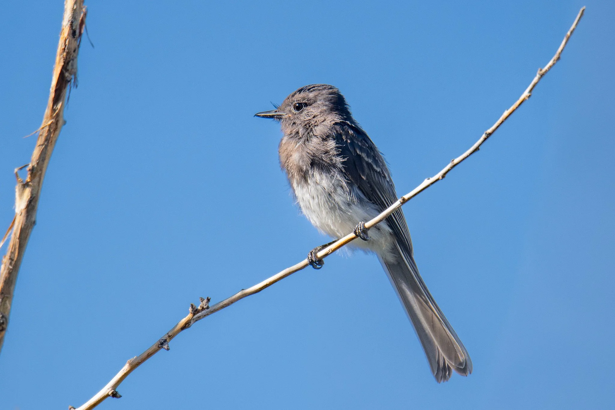 Black Phoebe (Sayornis nigricans)