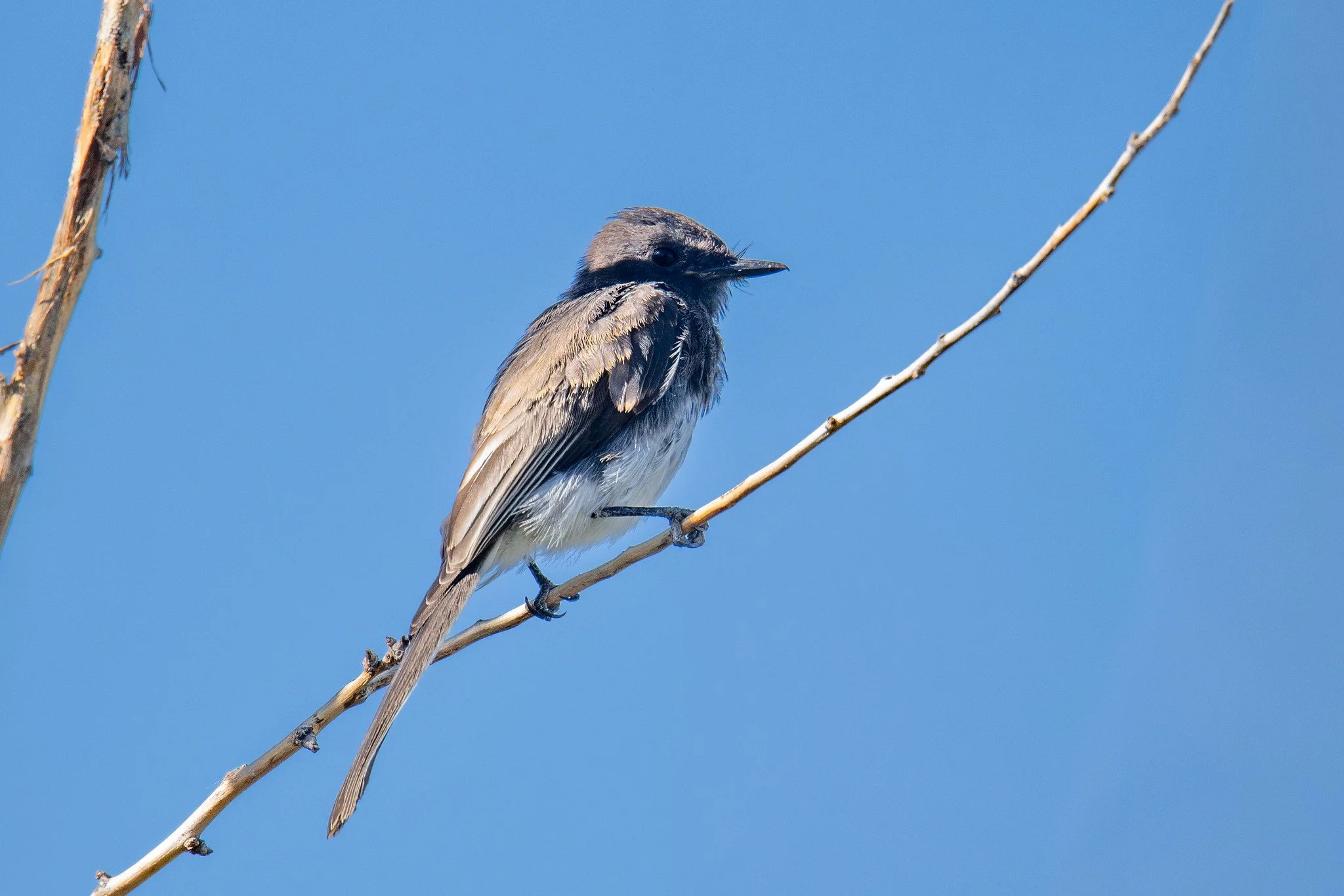 Black Phoebe (Sayornis nigricans)