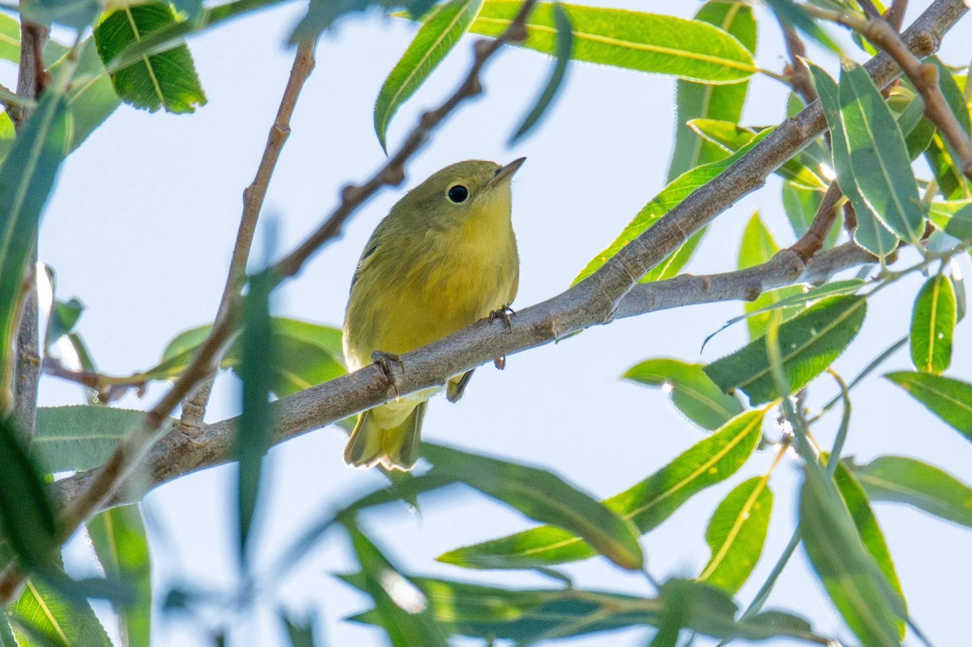Northern Yellow Warbler (Setophaga aestiva)