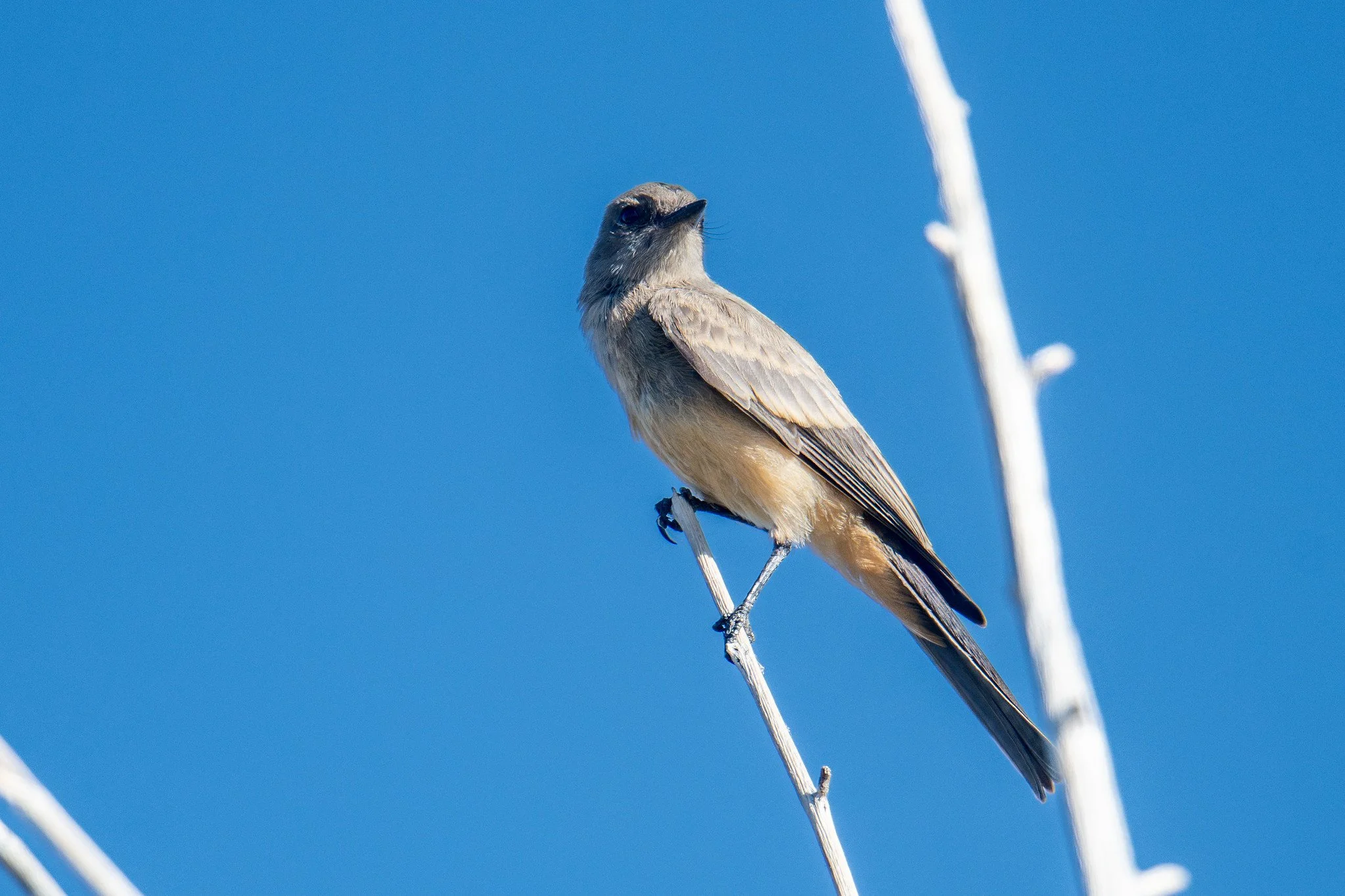 Say's Phoebe (Sayornis saya)