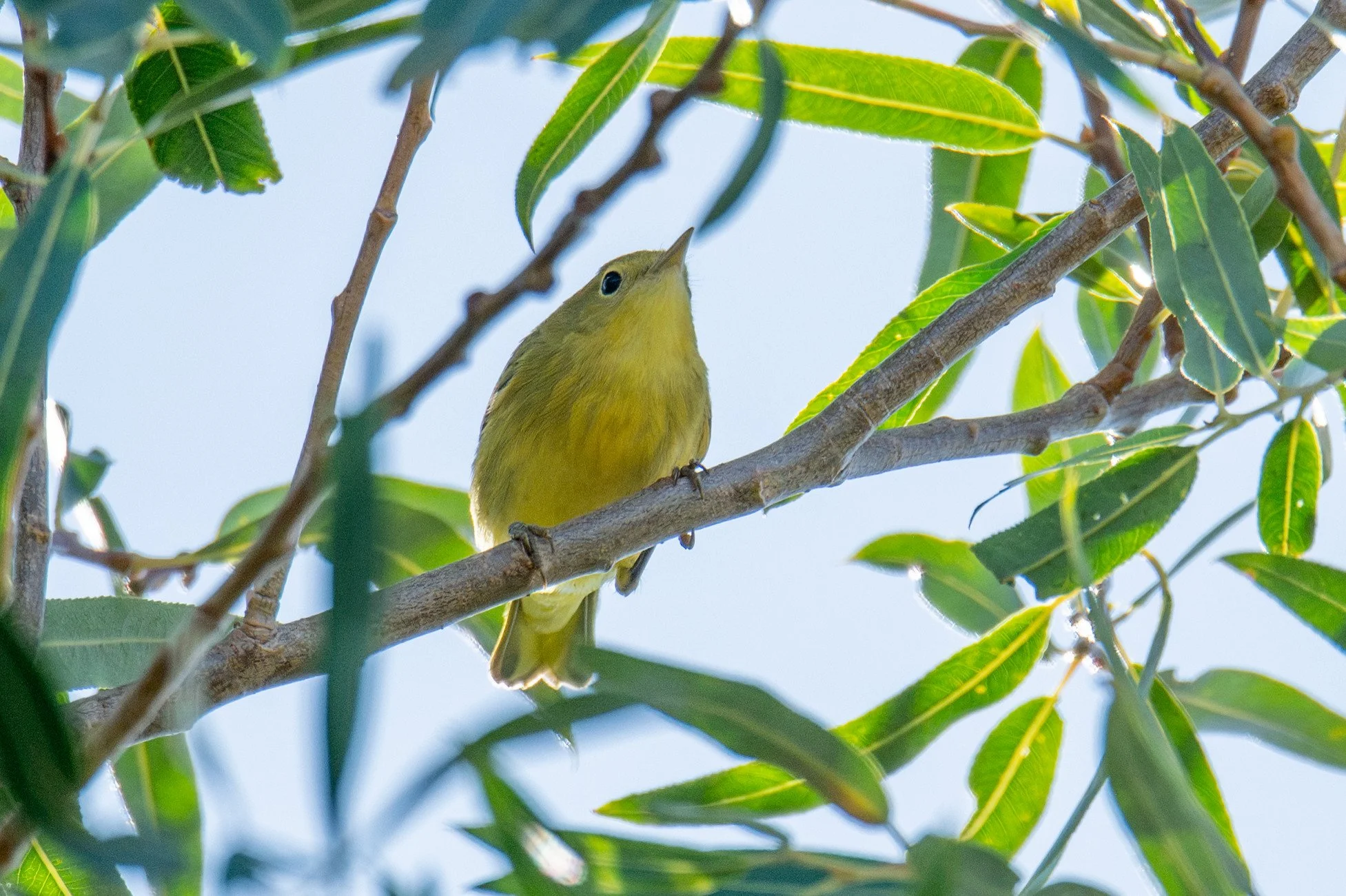 Northern Yellow Warbler (Setophaga aestiva)