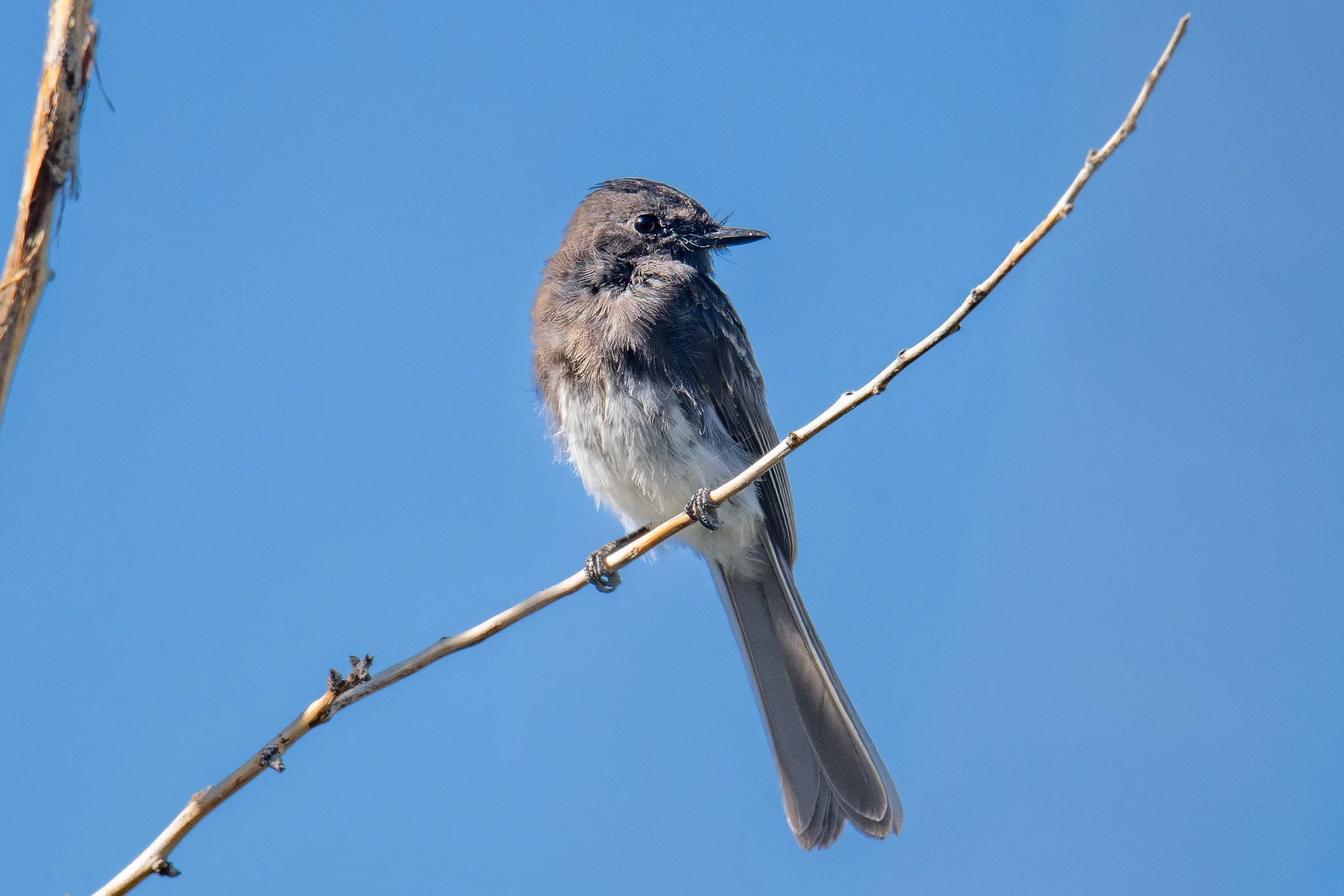 Black Phoebe (Sayornis nigricans)