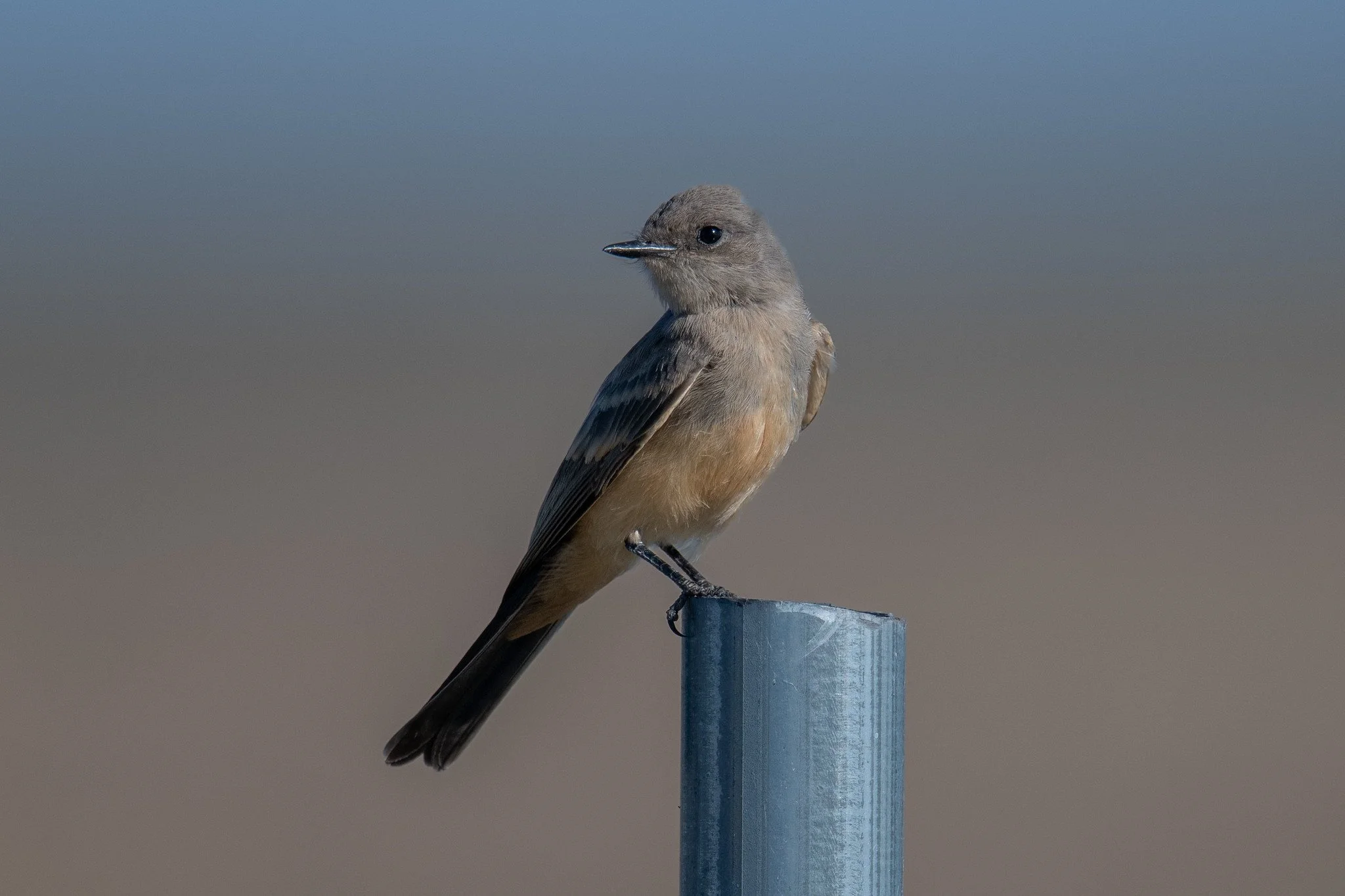 Say's Phoebe (Sayornis saya)