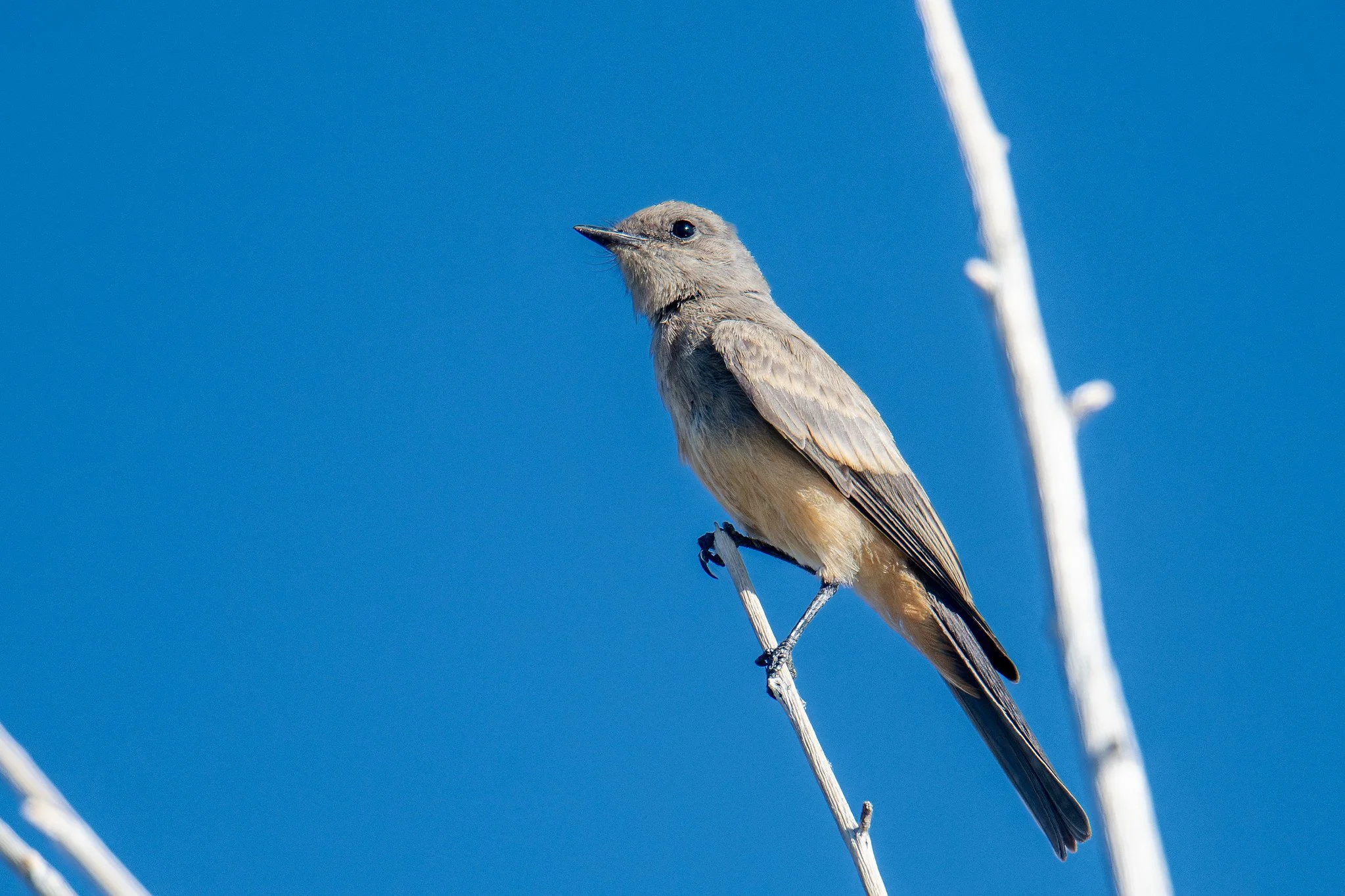 Say's Phoebe (Sayornis saya)