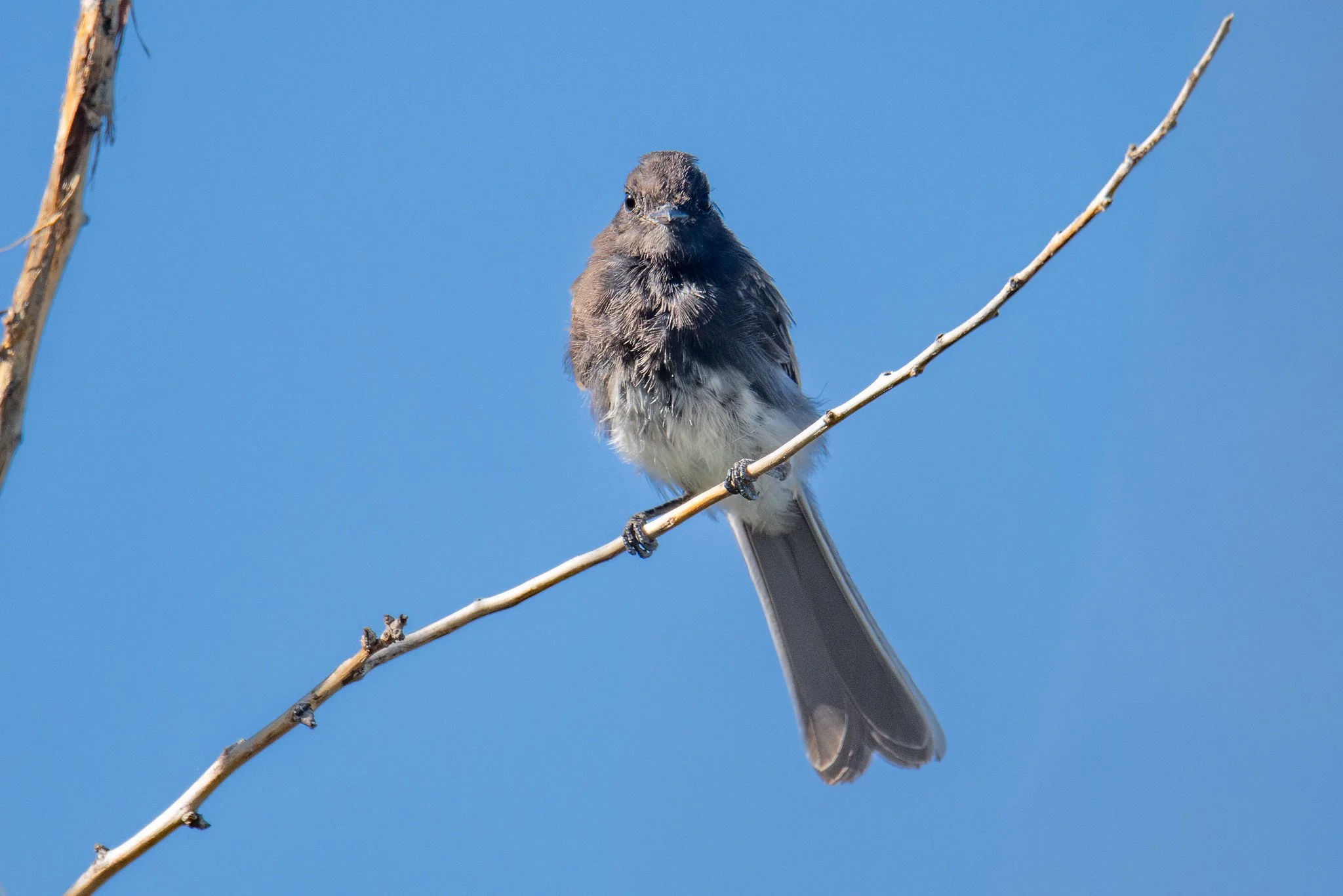 Black Phoebe (Sayornis nigricans)