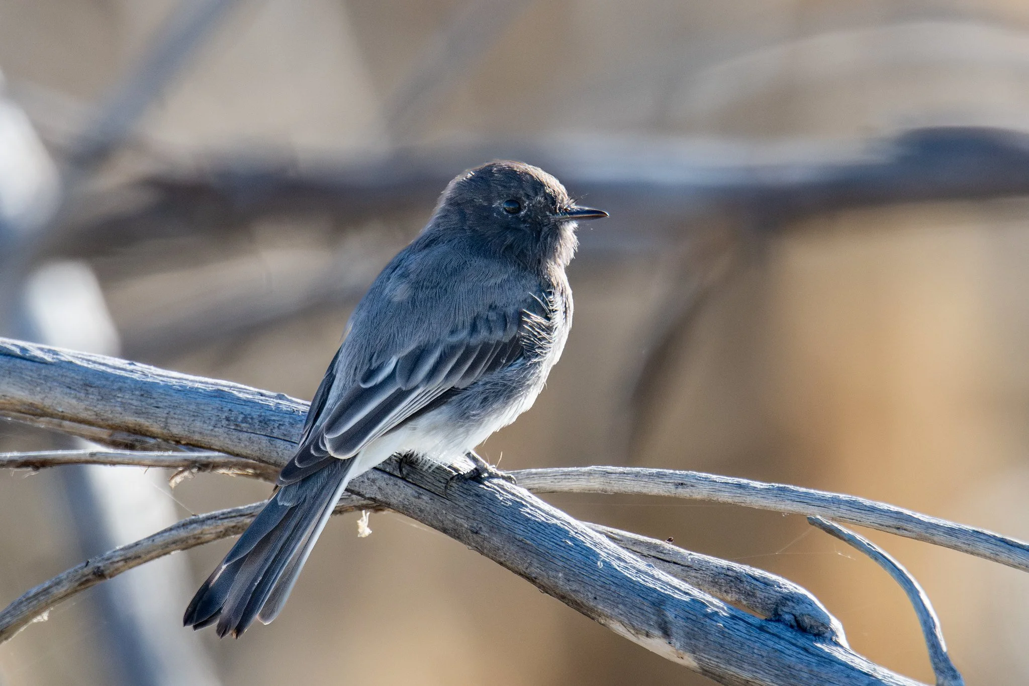 Black Phoebe (Sayornis nigricans)