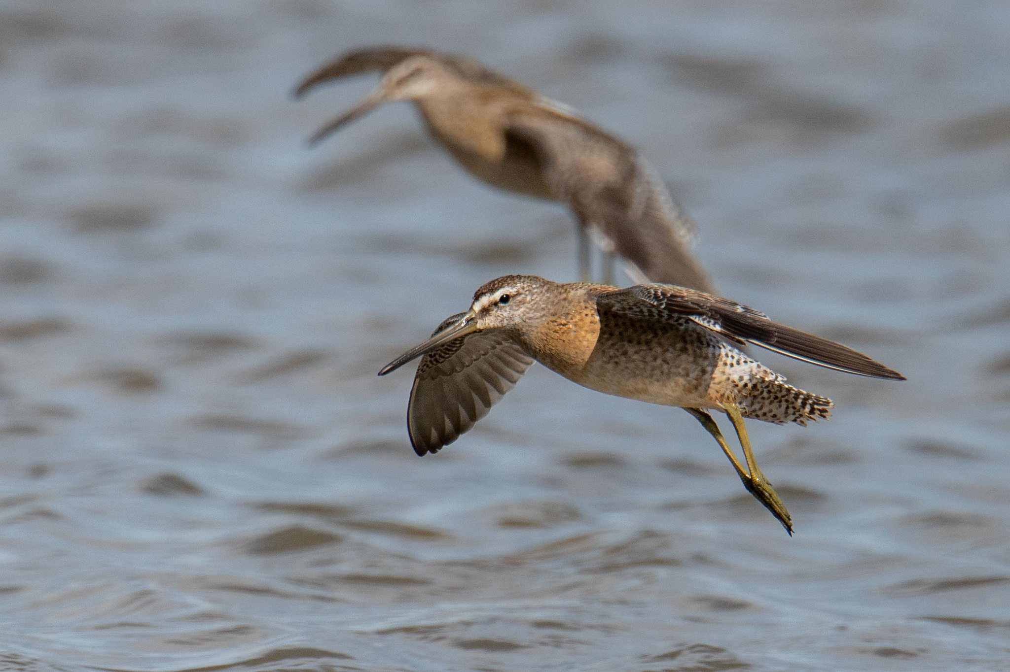 Short-billed Dowitcher (Limnodromus griseus)