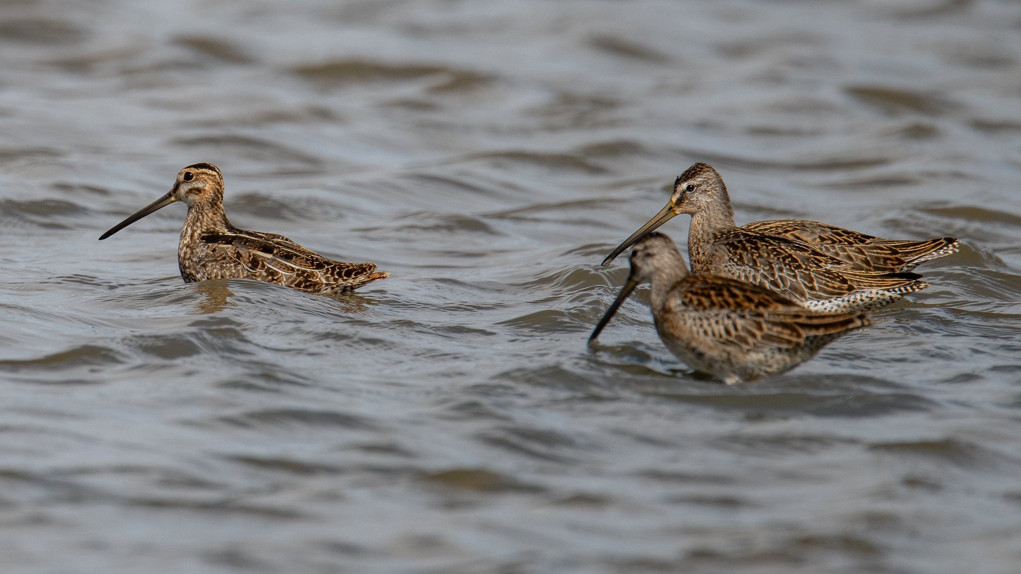 Wilson's Snipe (Gallinago delicata) with Dowitchers