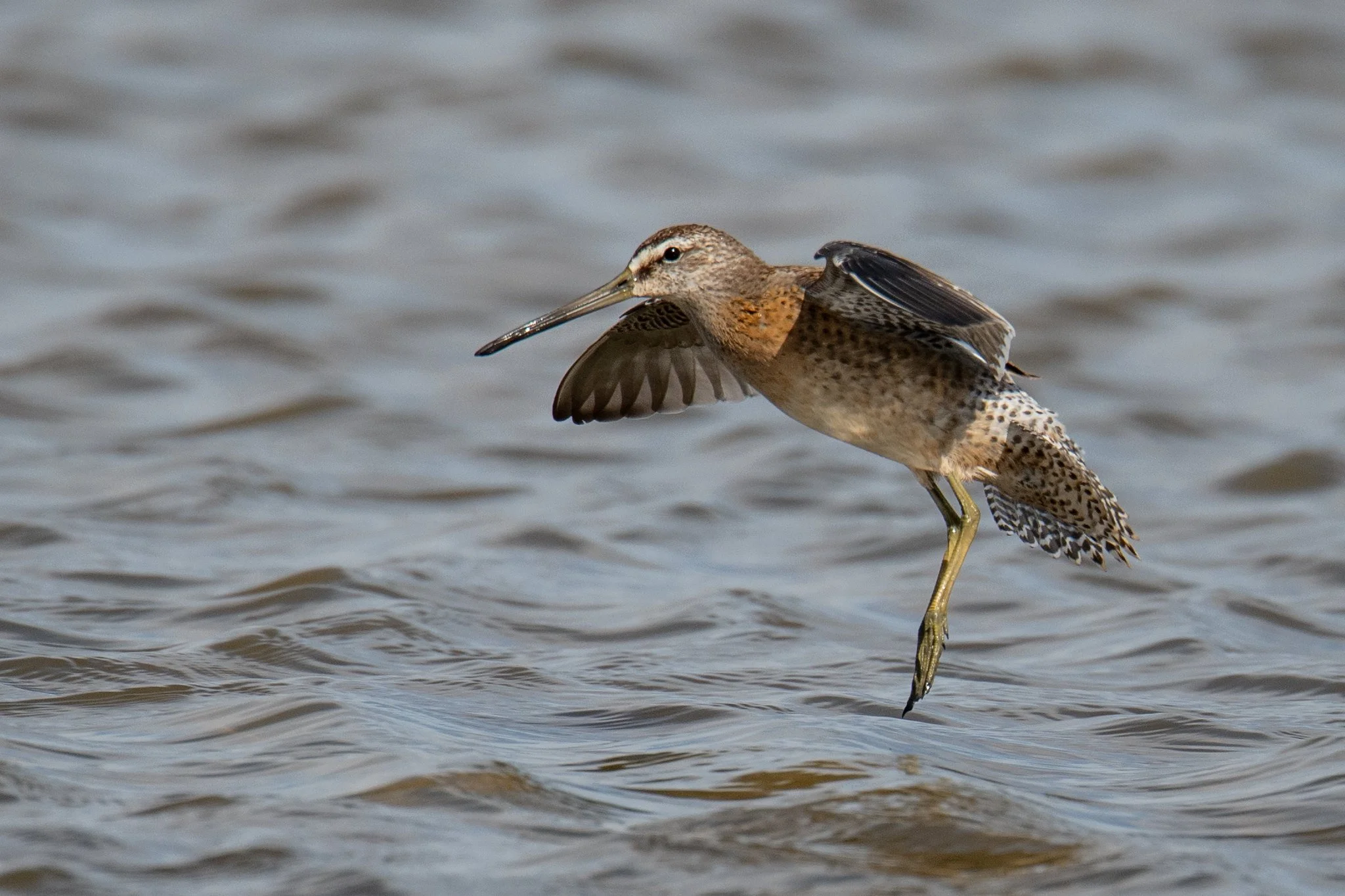 Short-billed Dowitcher (Limnodromus griseus)
