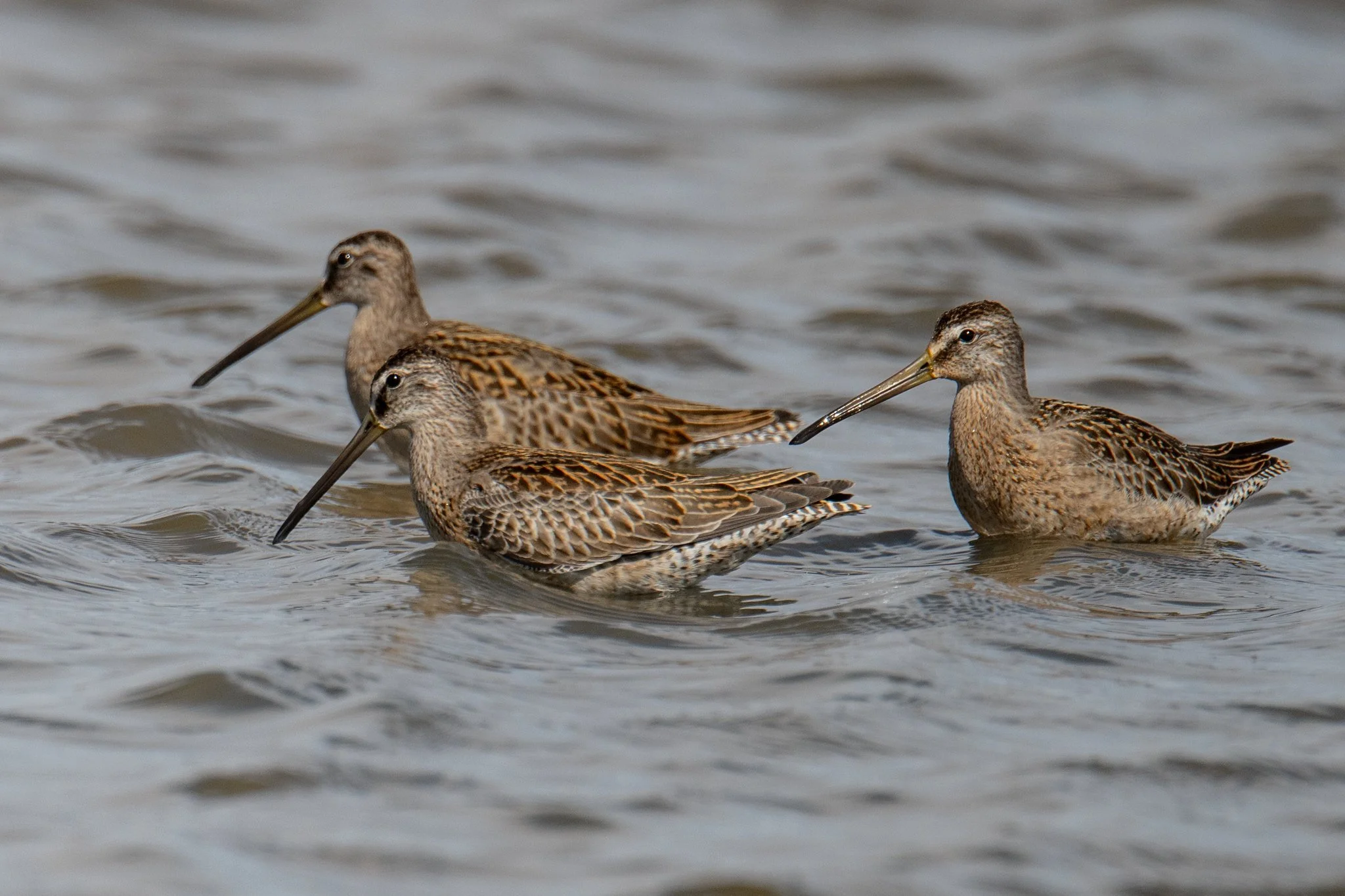 Short and Long-billed Dowitcher