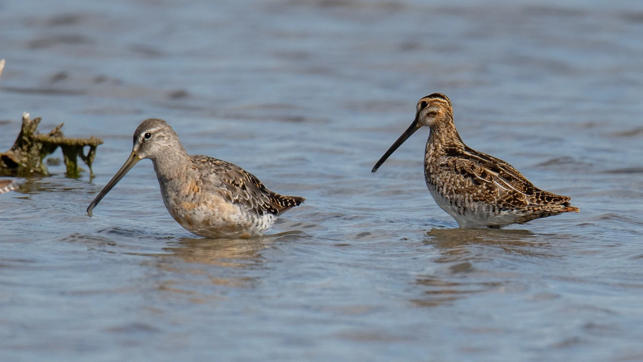 Wilson's Snipe (Gallinago delicata) with Dowitchers