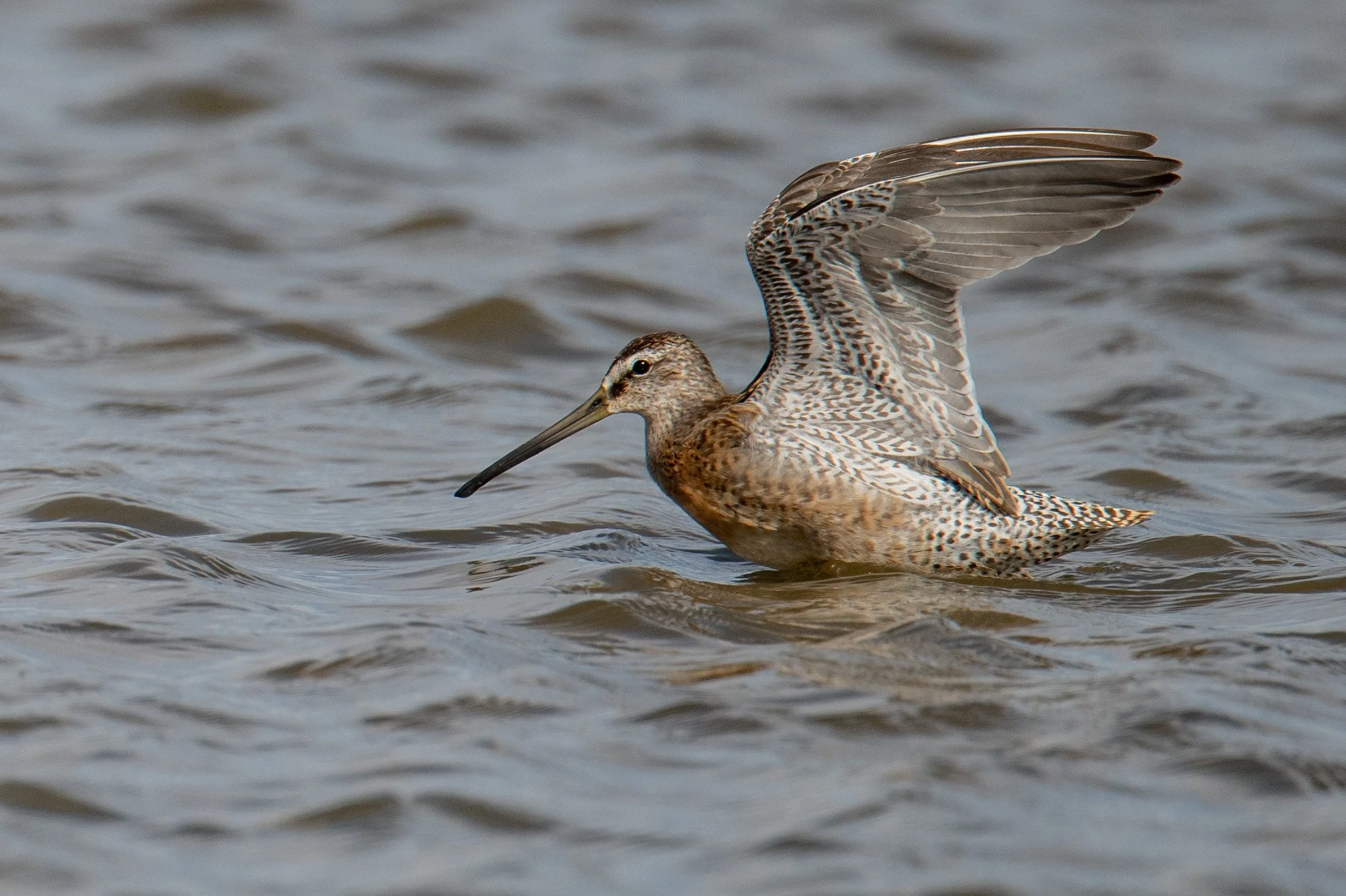 Short-billed Dowitcher (Limnodromus griseus)