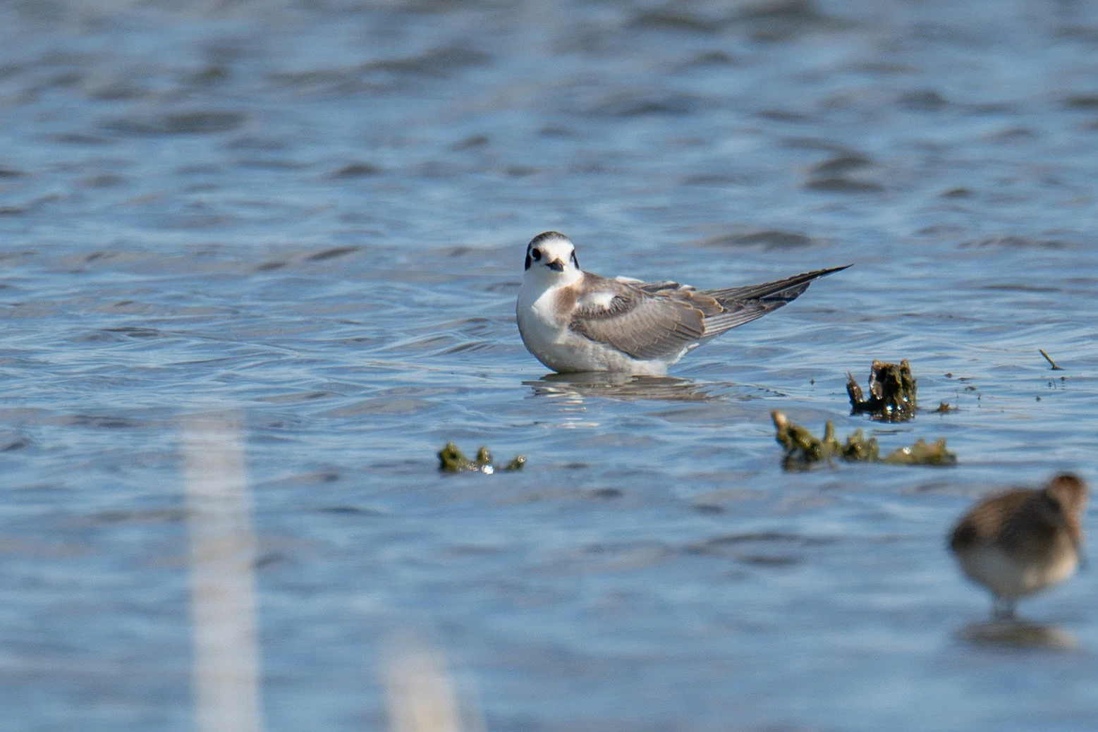 Black Tern (Chlidonias niger)