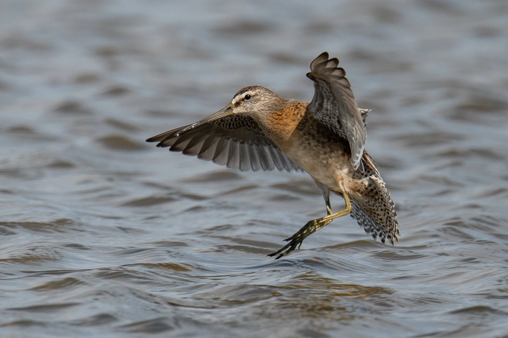 Short-billed Dowitcher (Limnodromus griseus)